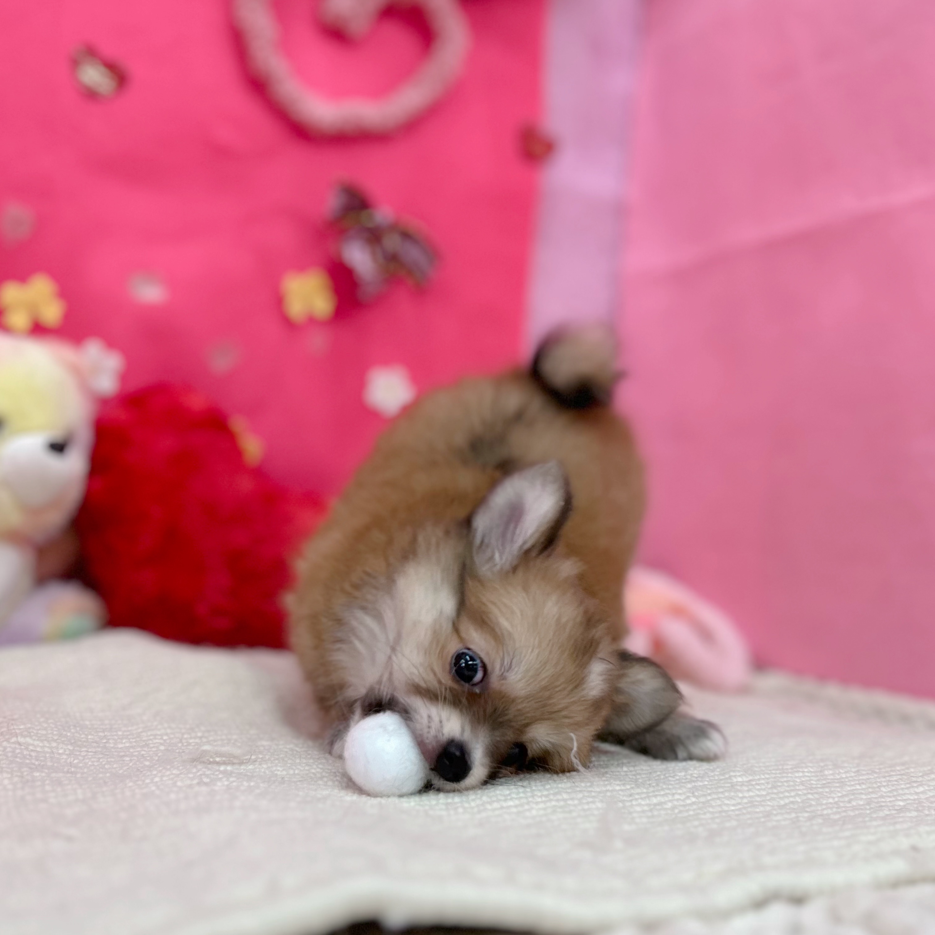 岐阜県のポメチワ/チワポメ/ポメチー(ポメラニアン×チワワ) (犬の家＆猫の里岐南店/2026年1月4日生まれ/女の子/フォーンホワイト)の子犬の4枚目の画像