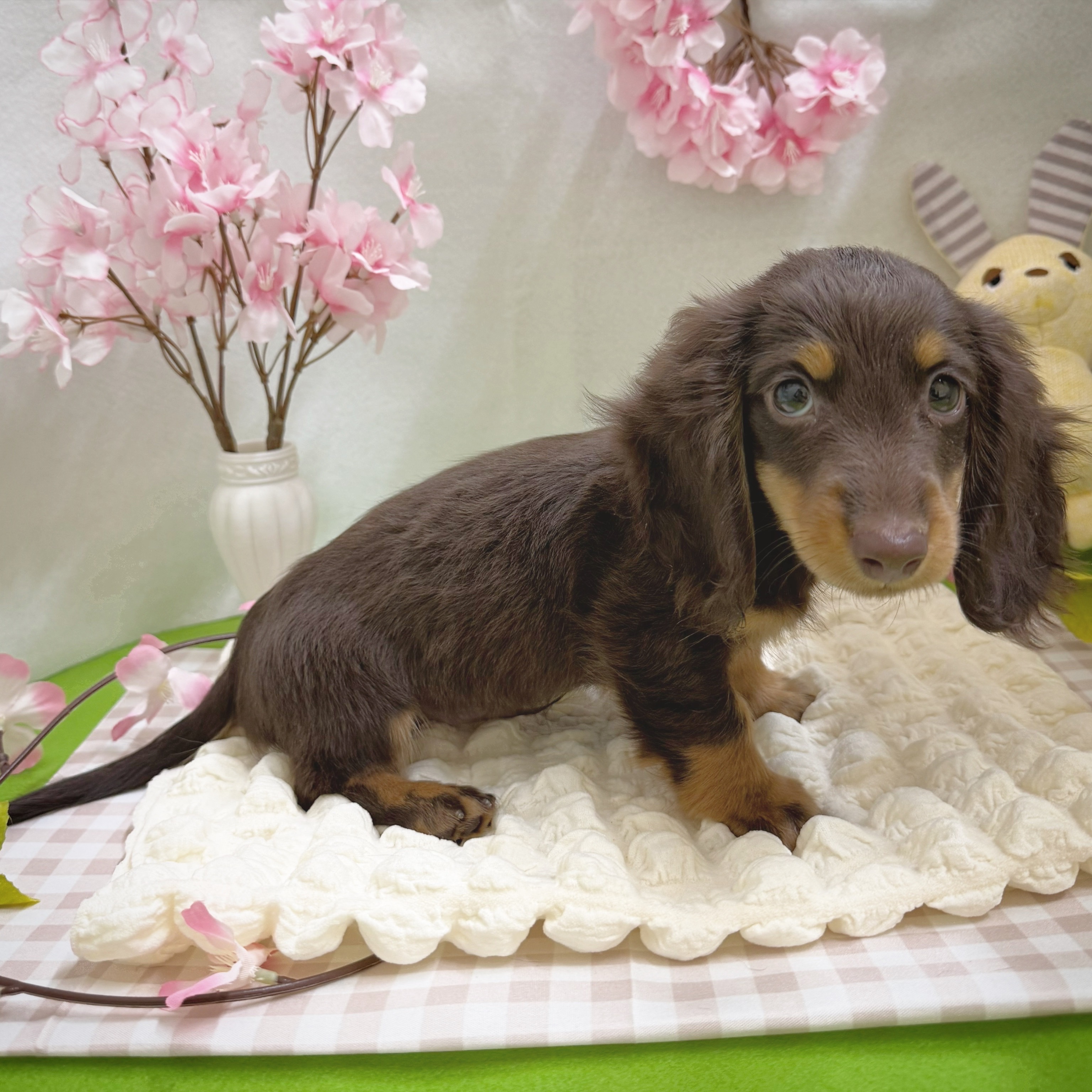 静岡県のミニチュアダックスフンド(ロング) (犬の家＆猫の里藤枝店/2026年1月1日生まれ/男の子/チョコレートタン)の子犬の4枚目の画像