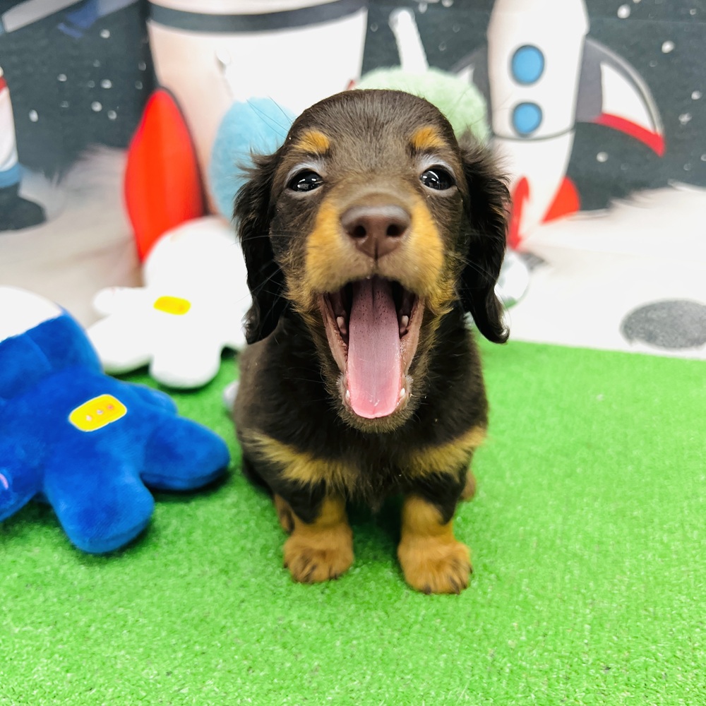 愛知県のミニチュアダックスフンド(ロング) (犬の家＆猫の里名古屋天白店/2026年1月7日生まれ/女の子/チョコレートタン)の子犬の4枚目の画像
