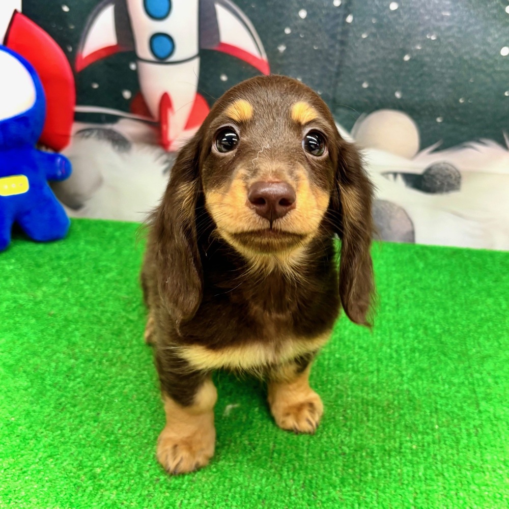 愛知県のミニチュアダックスフンド(ロング) (犬の家＆猫の里名古屋天白店/2026年1月1日生まれ/女の子/チョコレートタン)の子犬の4枚目の画像