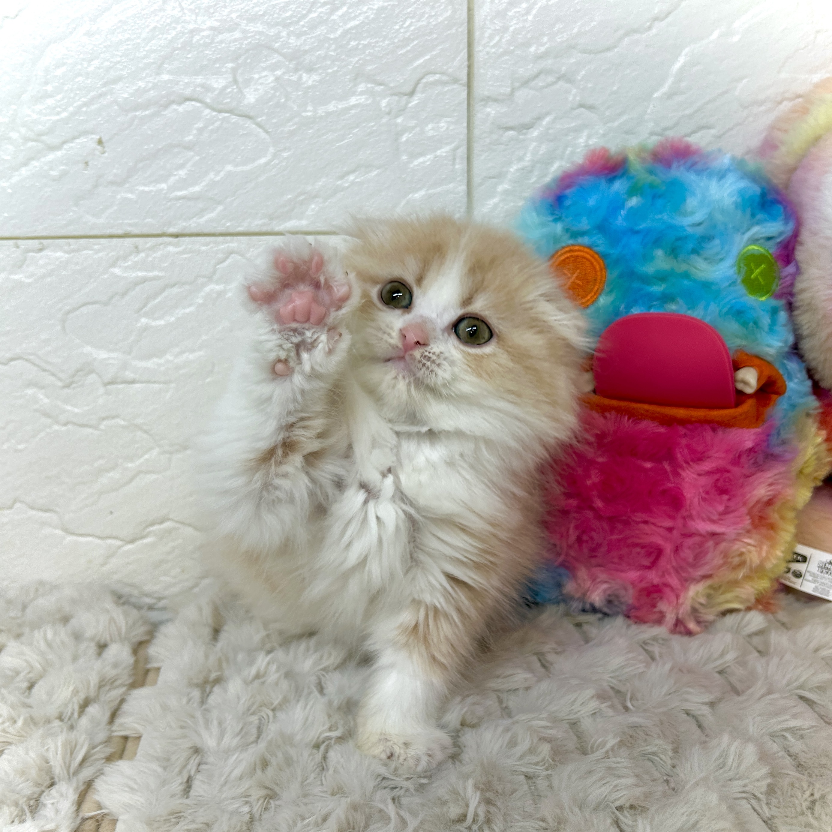 兵庫県のスコティッシュフォールド (犬の家＆猫の里ゆめタウン姫路店/2026年1月2日生まれ/女の子/クリームタビーホワイト)の子猫の4枚目の画像