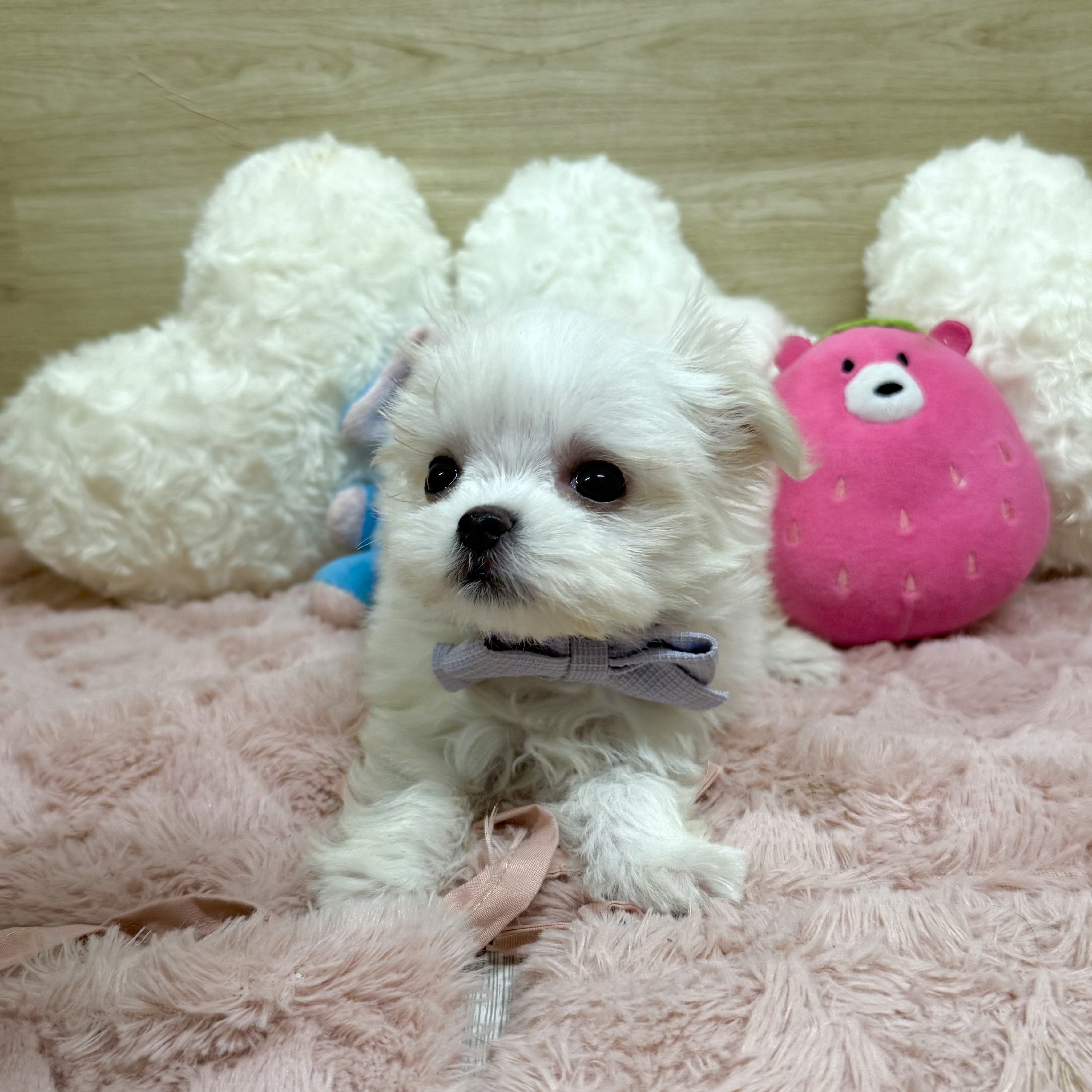 大阪府のマルチーズ (犬の家＆猫の里そよら東岸和田店/2025年12月31日生まれ/女の子/ホワイト)の子犬の4枚目の画像