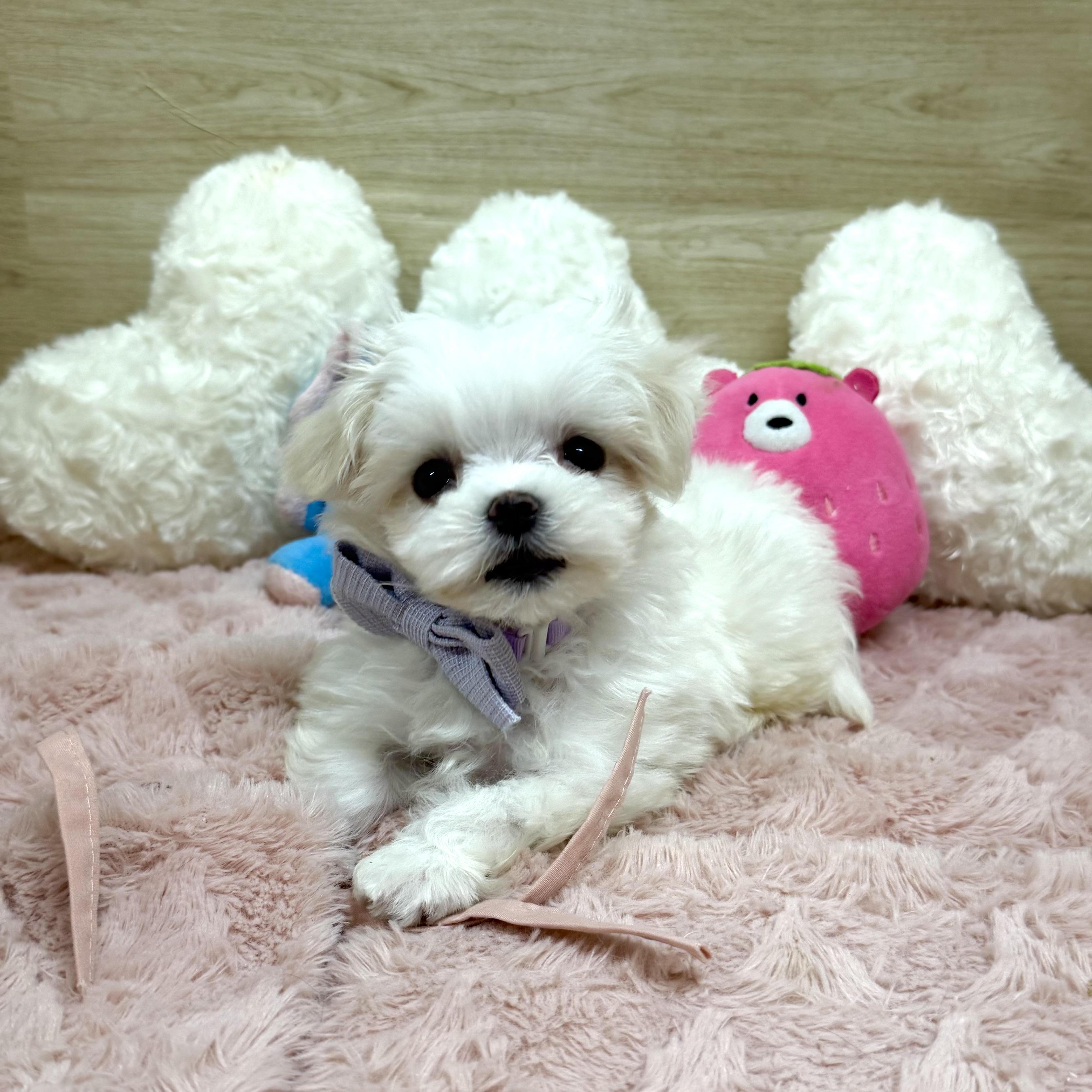 大阪府のマルチーズ (犬の家＆猫の里そよら東岸和田店/2025年12月31日生まれ/男の子/ホワイト)の子犬の4枚目の画像