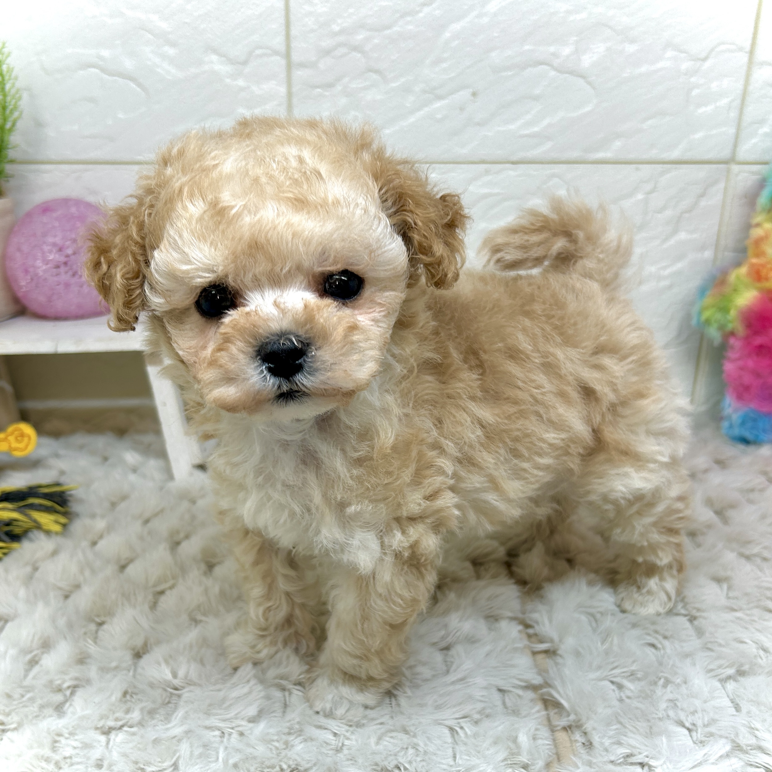 兵庫県のマルプー(マルチーズ×プードル) (犬の家＆猫の里ゆめタウン姫路店/2026年1月2日生まれ/男の子/クリーム)の子犬の4枚目の画像