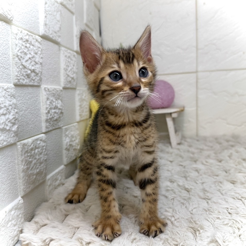 兵庫県のベンガル (犬の家＆猫の里ゆめタウン姫路店/2026年1月1日生まれ/男の子/ブラウンスポットタビー)の子猫の4枚目の画像