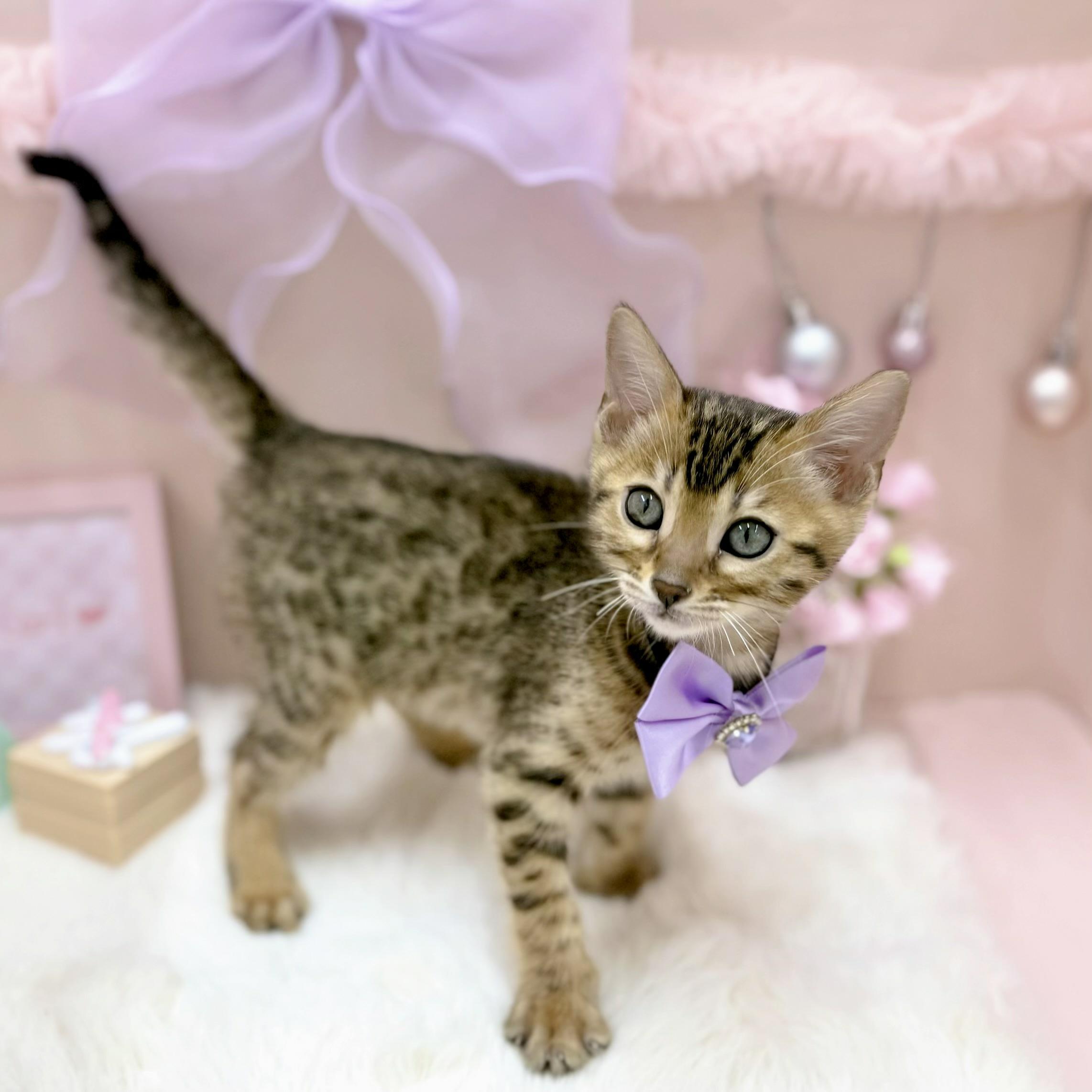 福井県のベンガル (犬の家＆猫の里アミーゴ福井大和田店/2026年1月1日生まれ/女の子/ブラウンスポットタビー)の子猫の4枚目の画像