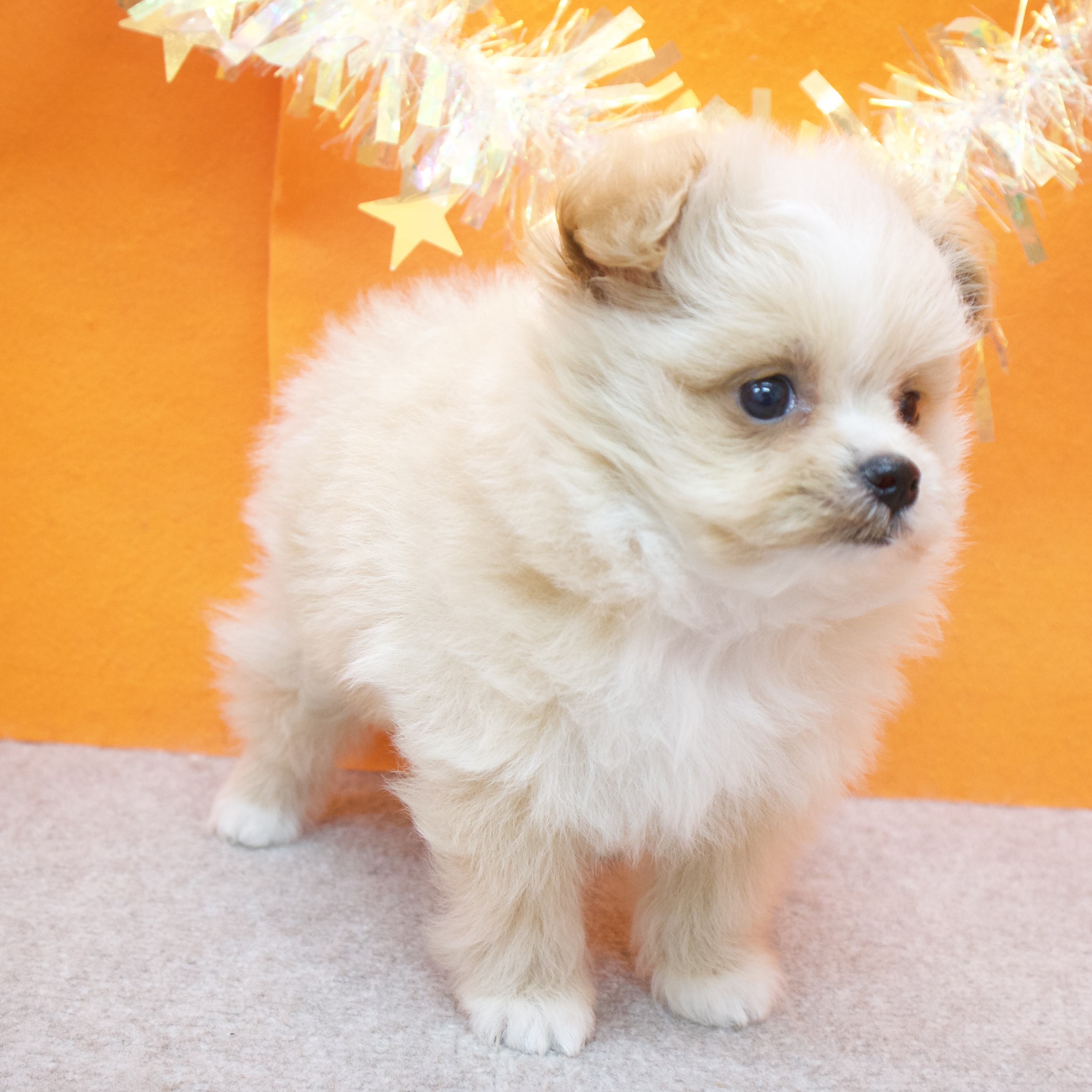 大阪府のポメプー(ポメラニアン×プードル) (犬の家＆猫の里吹田店/2026年1月3日生まれ/女の子/クリーム)の子犬の4枚目の画像