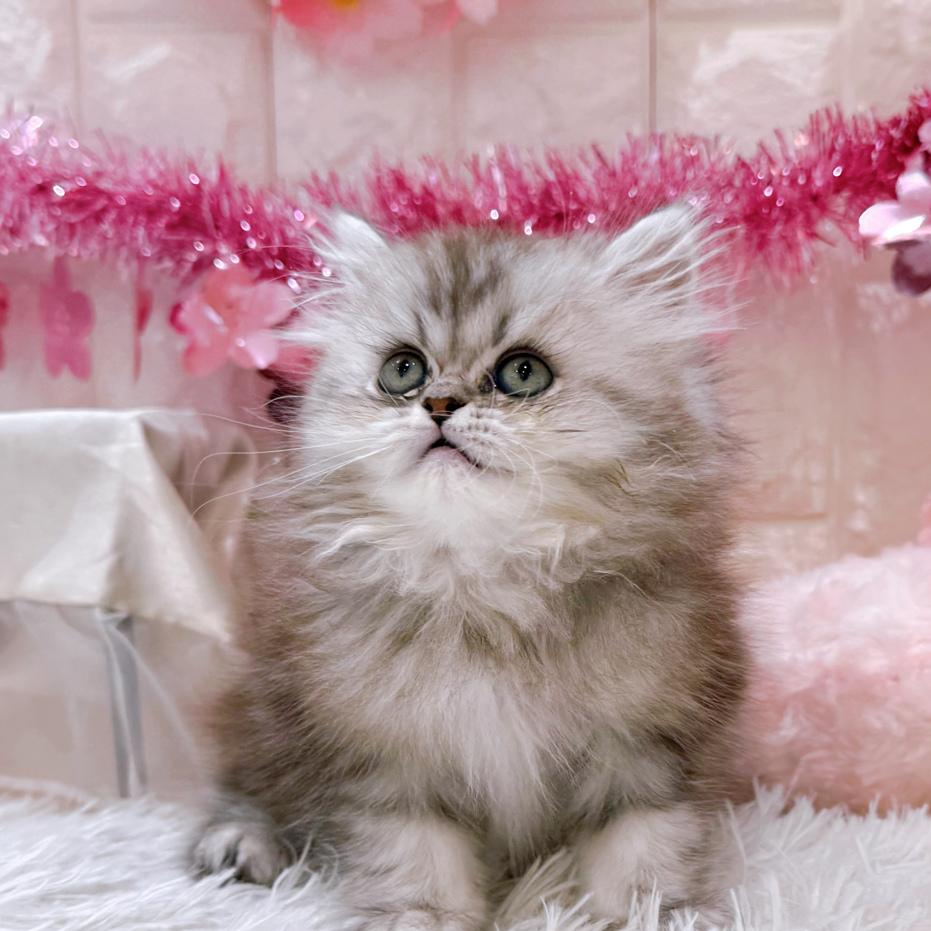 岡山県のペルシャ (犬の家＆猫の里倉敷店/2026年1月4日生まれ/男の子/シルバータビー)の子猫の4枚目の画像