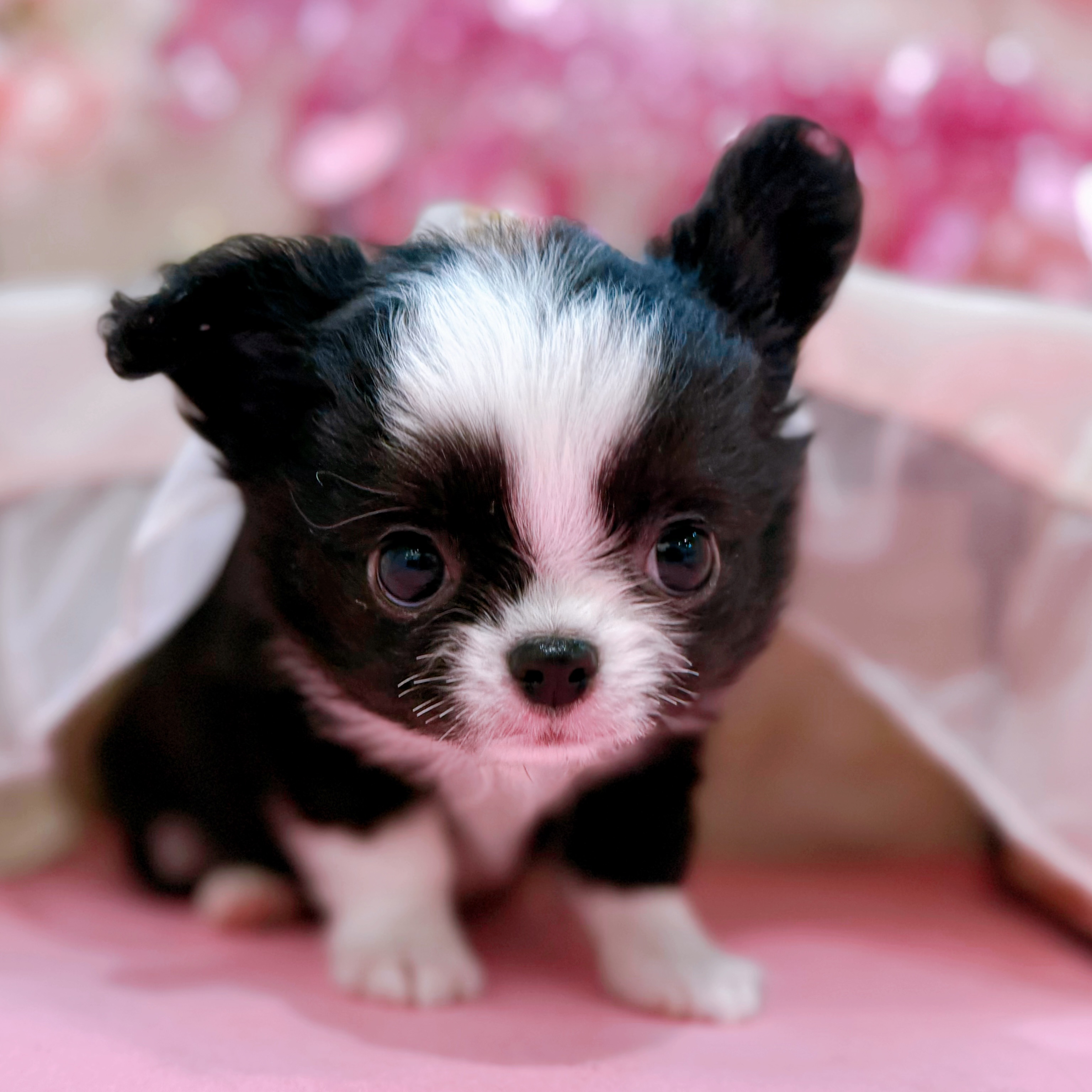 岡山県のチワワ(ロング) (犬の家＆猫の里倉敷店/2026年1月2日生まれ/女の子/ブラックホワイト)の子犬の4枚目の画像