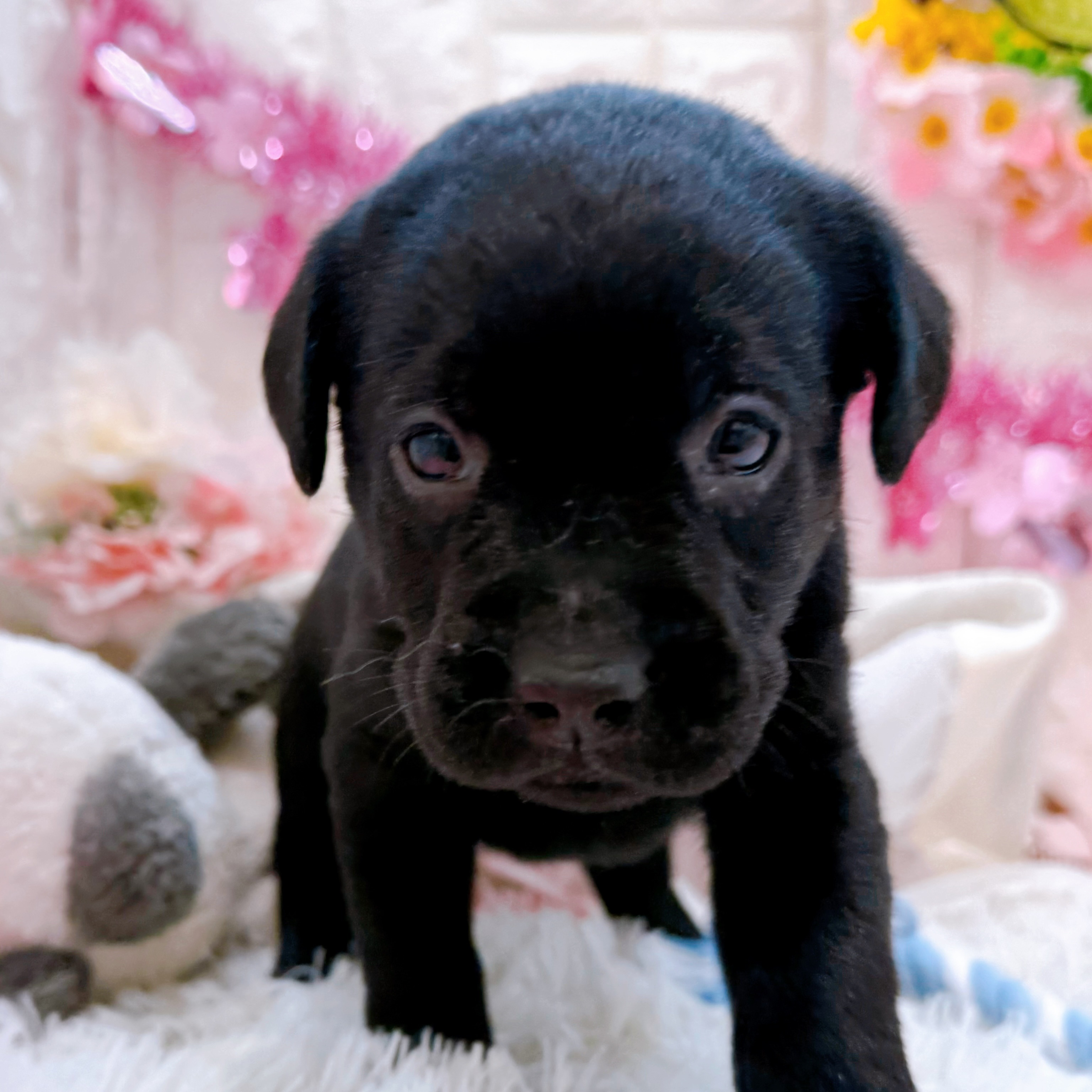 岡山県のラブラドールレトリーバー (犬の家＆猫の里倉敷店/2026年1月3日生まれ/女の子/ブラック)の子犬の4枚目の画像