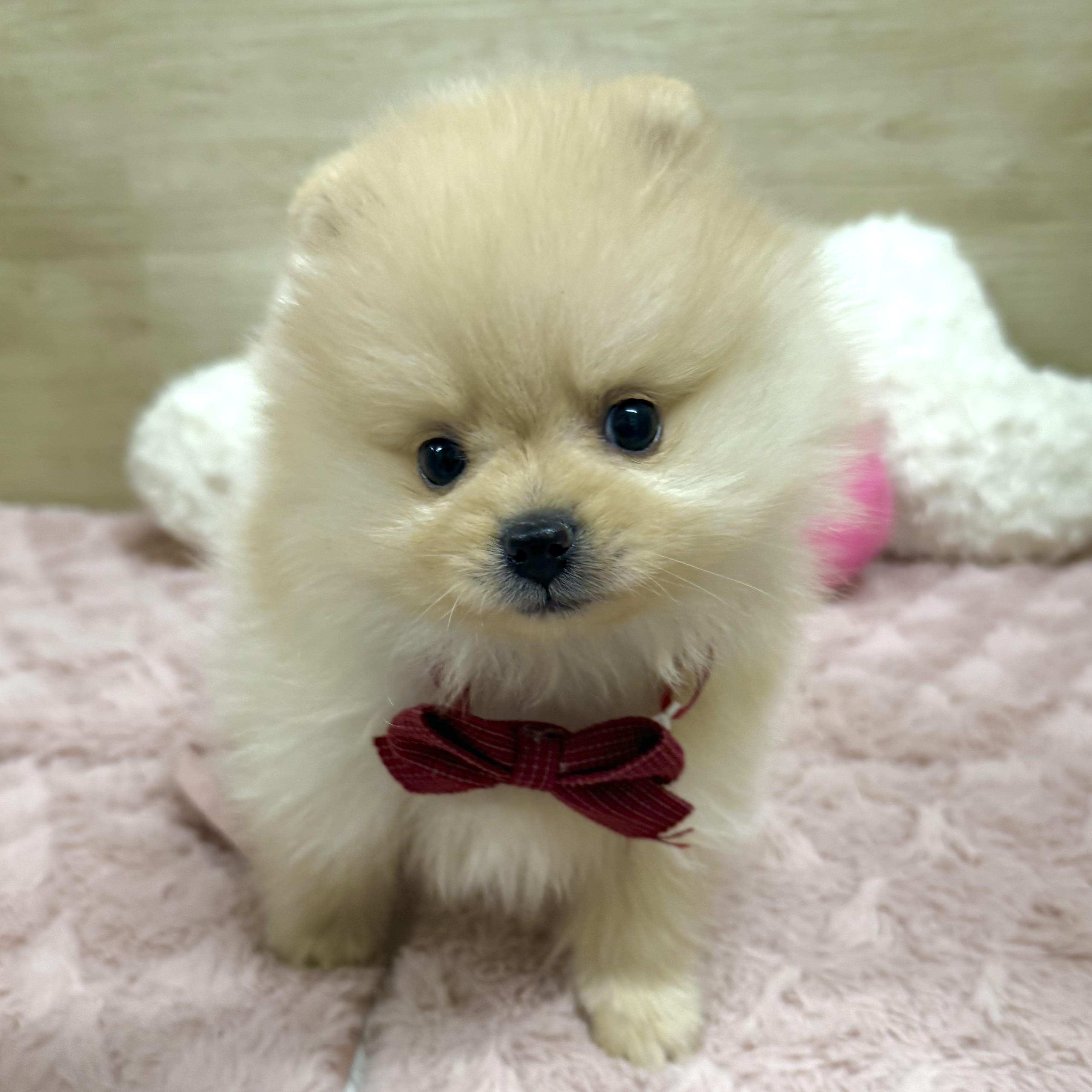 大阪府のポメラニアン (犬の家＆猫の里そよら東岸和田店/2026年1月3日生まれ/男の子/クリーム)の子犬の4枚目の画像