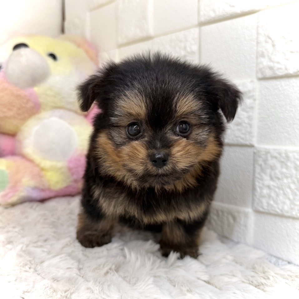 兵庫県のポメキー(ポメラニアン×ヨークシャーテリア) (犬の家＆猫の里ゆめタウン姫路店/2026年1月3日生まれ/女の子/ブラックタン)の子犬の4枚目の画像