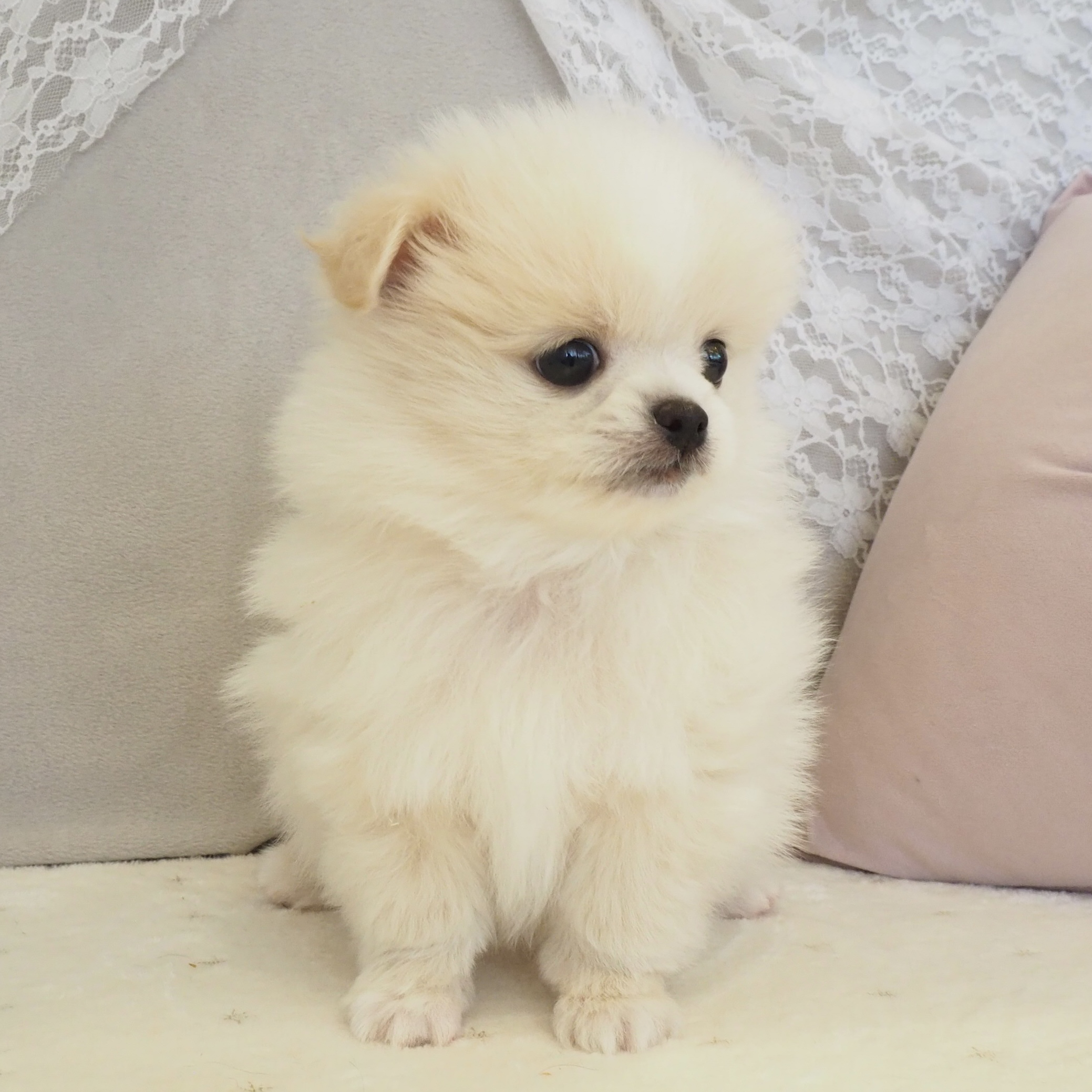 大阪府のペキポメ/ポメペキ(ペキニーズ×ポメラニアン) (犬の家＆猫の里もりのみやキューズモールBASE店/2026年1月3日生まれ/男の子/クリーム)の子犬の4枚目の画像