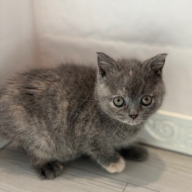 愛知県のブリティッシュショートヘアー (犬の家＆猫の里春日井本店/2026年1月3日生まれ/女の子/ブルークリーム)の子猫の4枚目の画像
