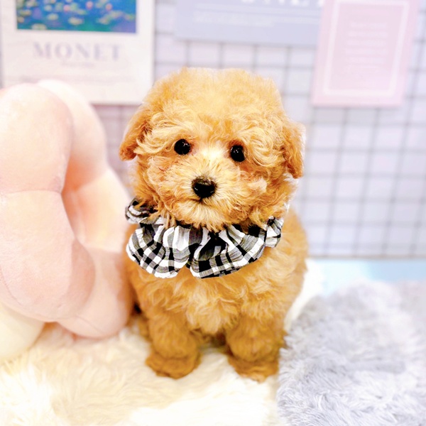 福井県のトイプードル(タイニー) (犬の家＆猫の里福井店/2025年12月30日生まれ/男の子/オレンジフォーン)の子犬の4枚目の画像