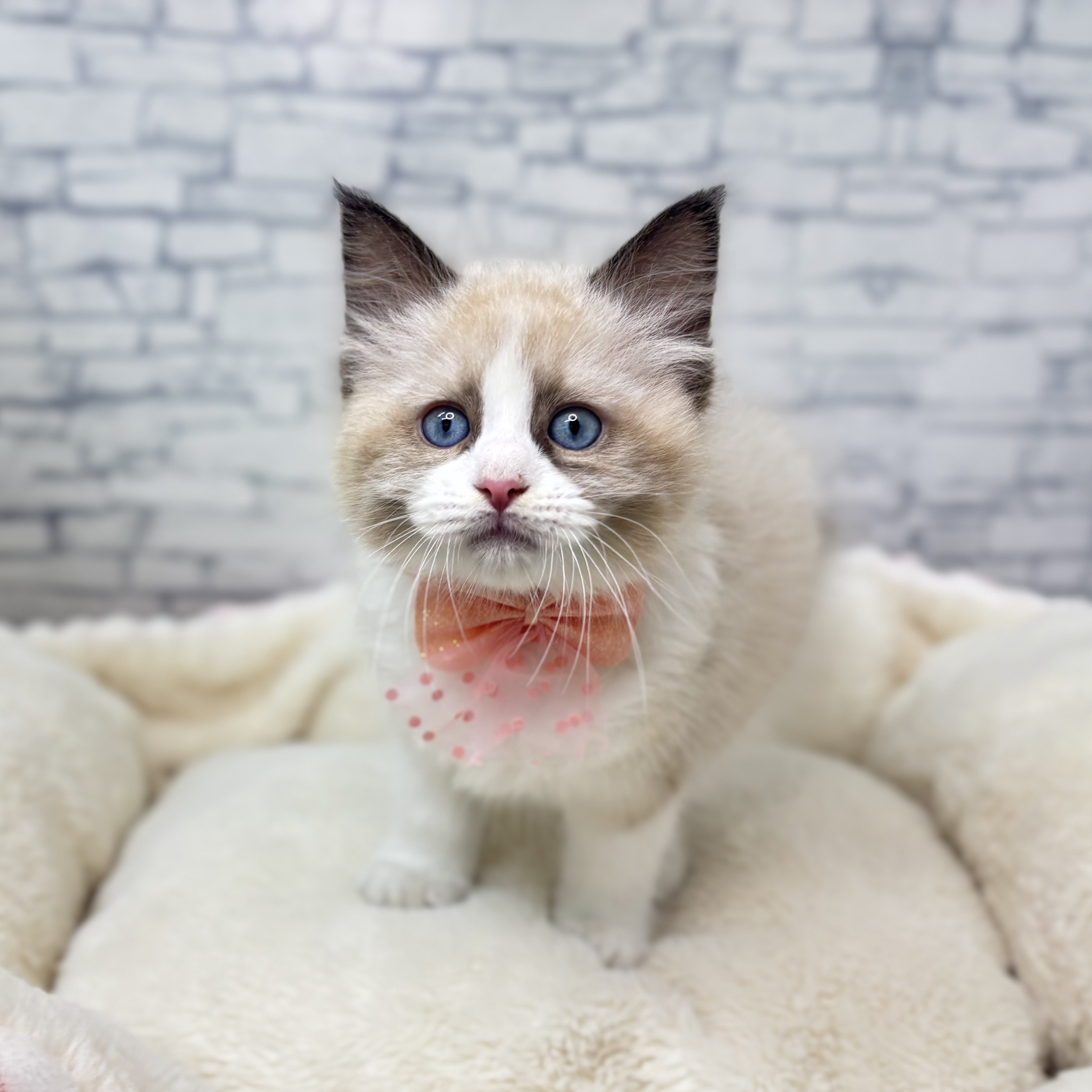 長野県のラグドール (犬の家＆猫の里長野店/2026年1月4日生まれ/男の子/シールポイントバイカラー)の子猫の4枚目の画像