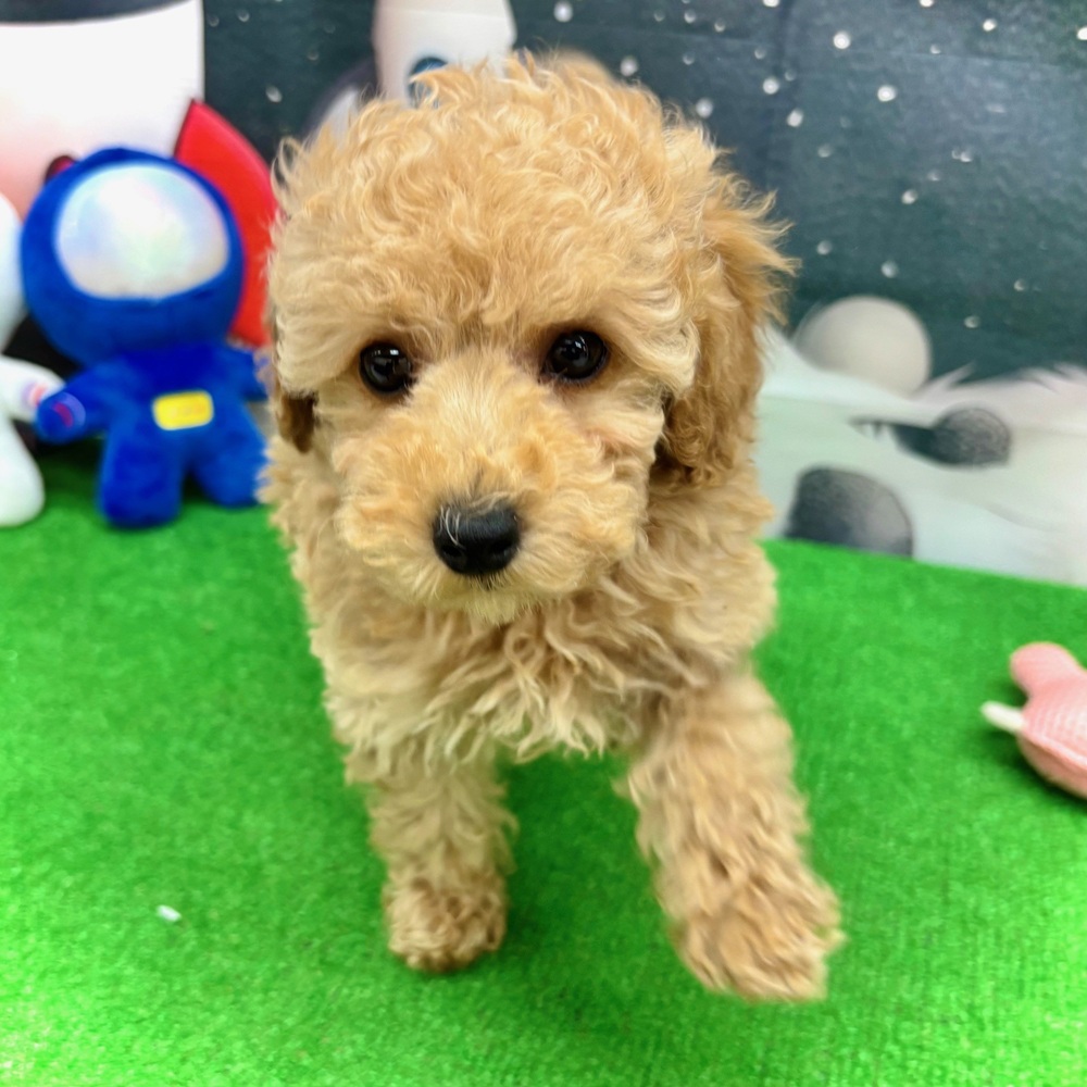 愛知県のトイプードル(トイ) (犬の家＆猫の里名古屋天白店/2026年1月4日生まれ/女の子/オレンジフォーン)の子犬の4枚目の画像