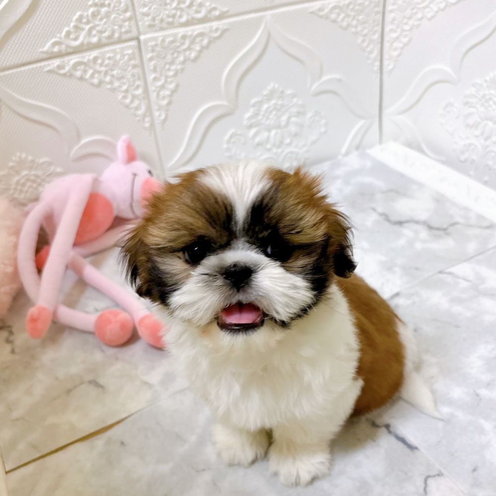 愛知県のシーズー (犬の家＆猫の里岡崎店/2026年1月1日生まれ/男の子/ホワイトゴールド)の子犬の4枚目の画像