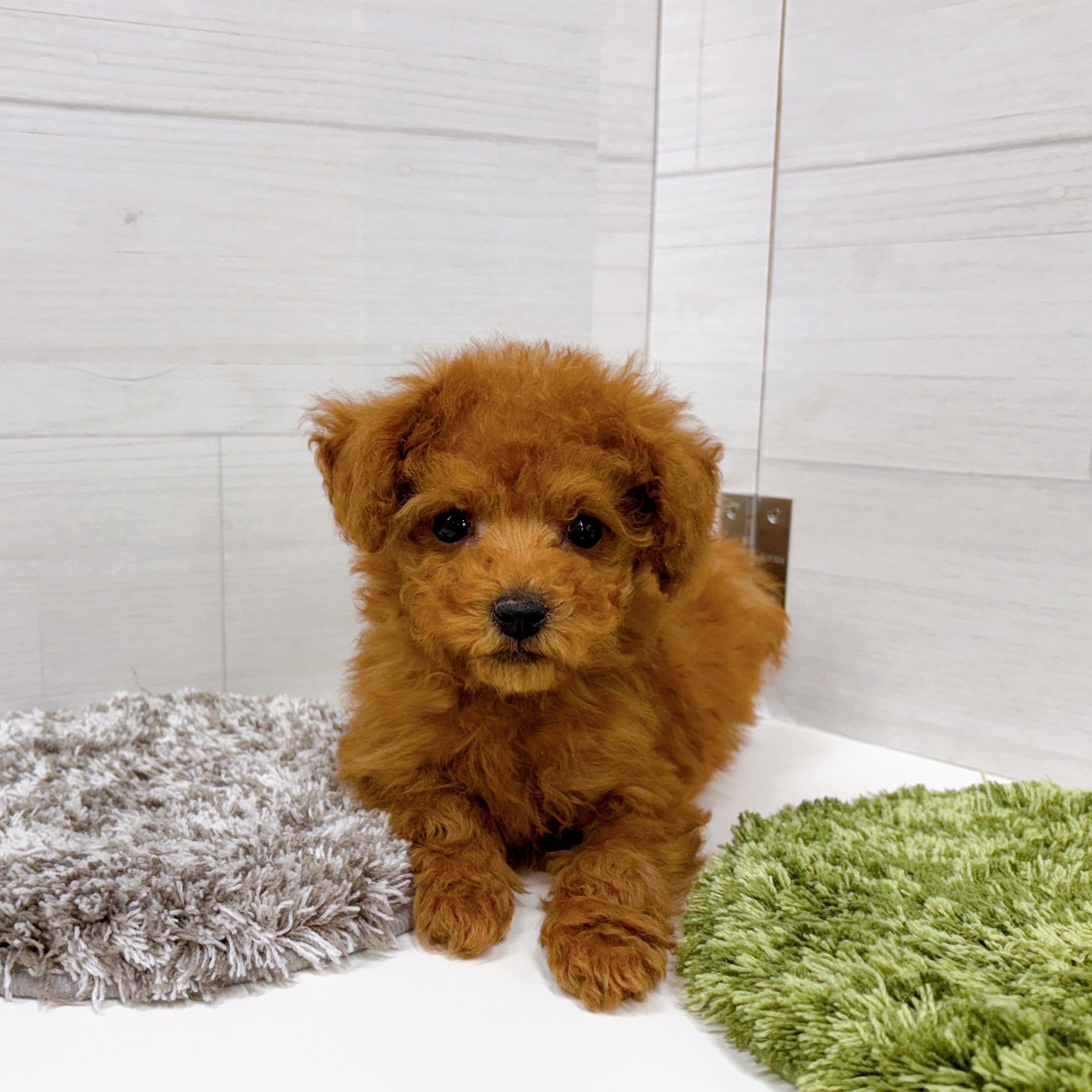 石川県のトイプードル(トイ) (犬の家＆猫の里アミーゴ金沢おこばた店/2026年1月1日生まれ/女の子/レッドフォーン)の子犬の4枚目の画像