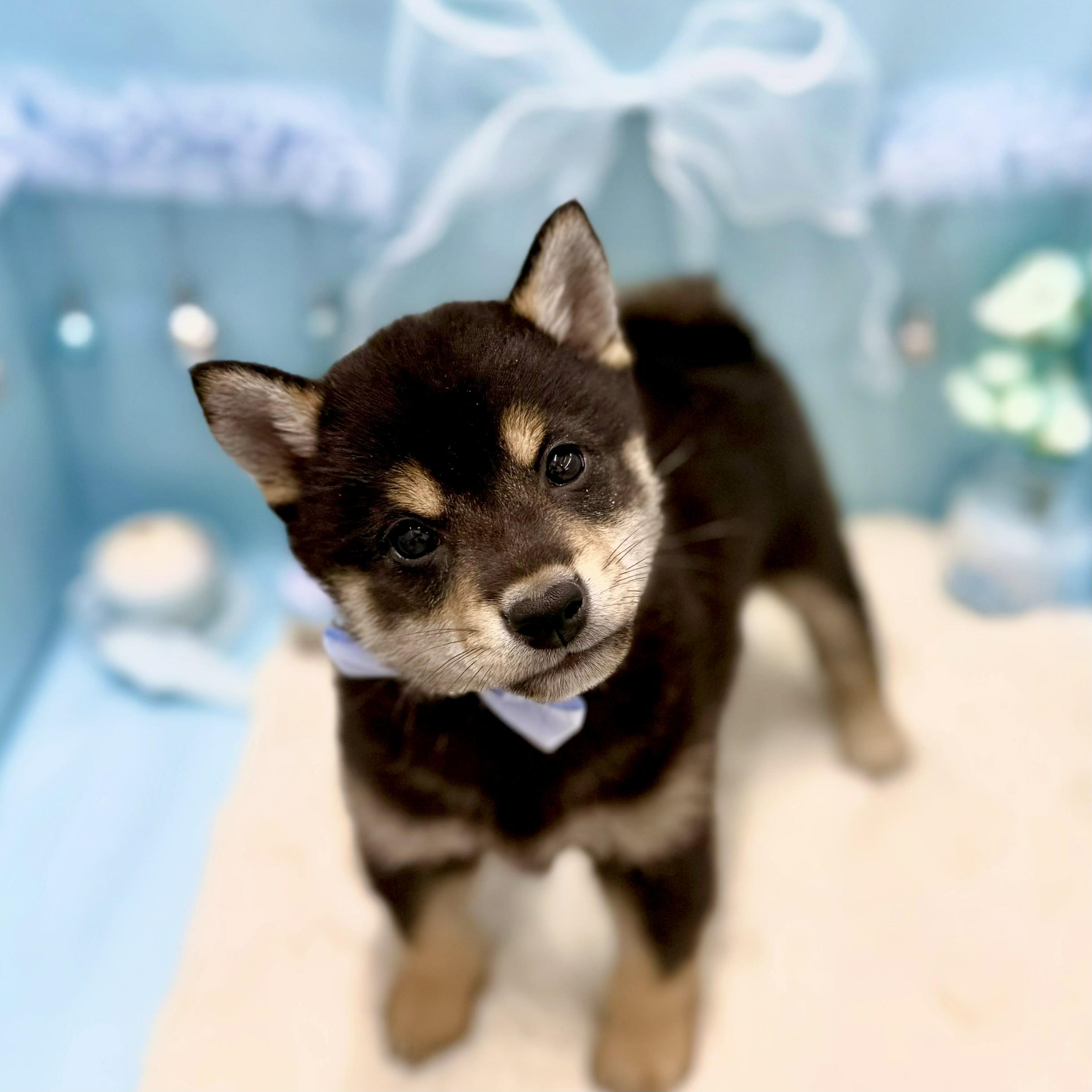 福井県の柴犬(標準サイズ) (犬の家＆猫の里アミーゴ福井大和田店/2025年12月31日生まれ/男の子/黒)の子犬の4枚目の画像