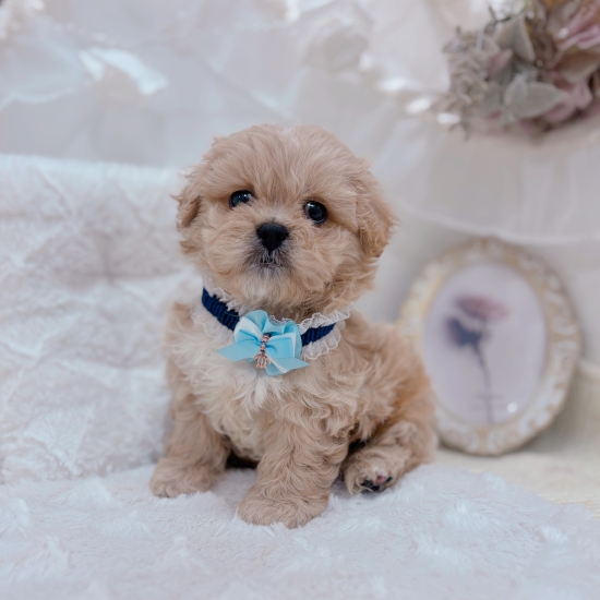 岐阜県のペキプー(ペキニーズ×プードル) (犬の家＆猫の里カラフルタウン岐阜店/2026年1月4日生まれ/男の子/アプリコット)の子犬の4枚目の画像