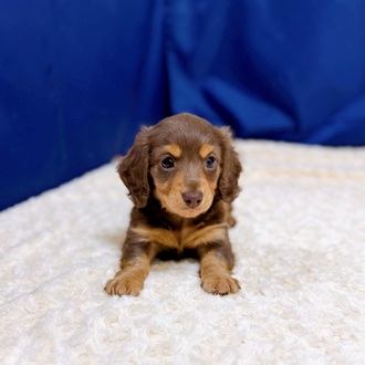 愛知県のミニチュアダックスフンド(ロング) (犬の家＆猫の里一宮店/2026年1月4日生まれ/男の子/チョコレートタン)の子犬の4枚目の画像