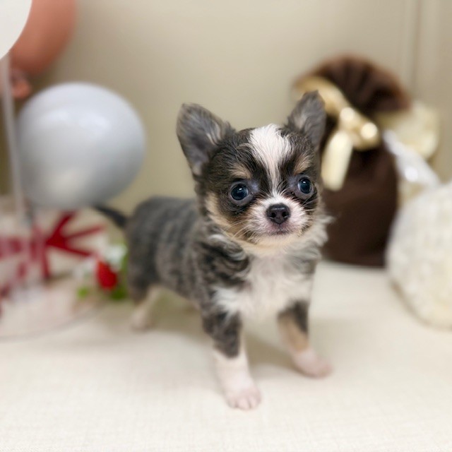 千葉県のチワワ(ロング) (犬の家＆猫の里ワンズモール稲毛店/2026年1月4日生まれ/男の子/ブルータンホワイト)の子犬の1枚目の画像