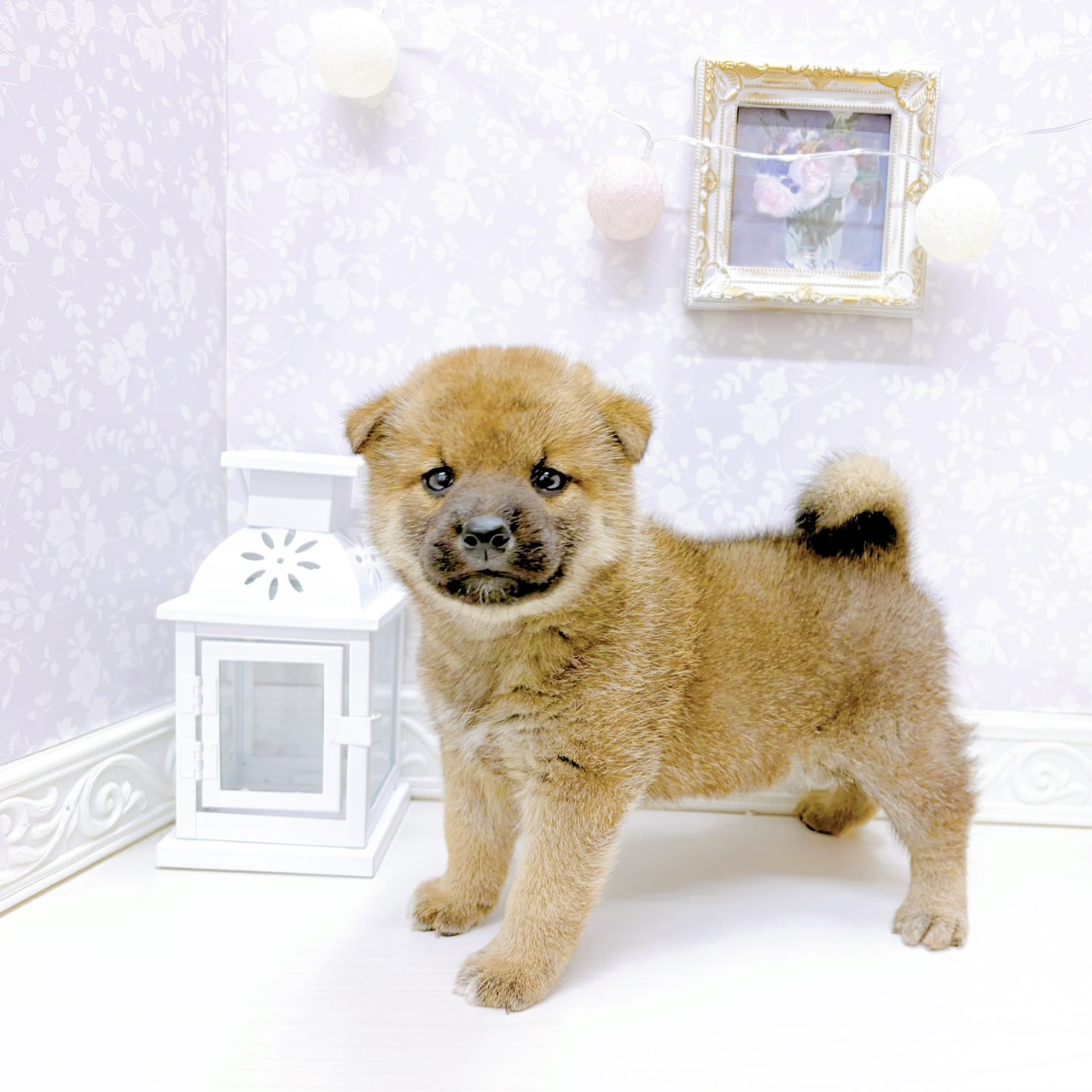 富山県の柴犬(標準サイズ) (犬の家＆猫の里アミーゴ山室店/2026年1月6日生まれ/男の子/赤)の子犬の4枚目の画像