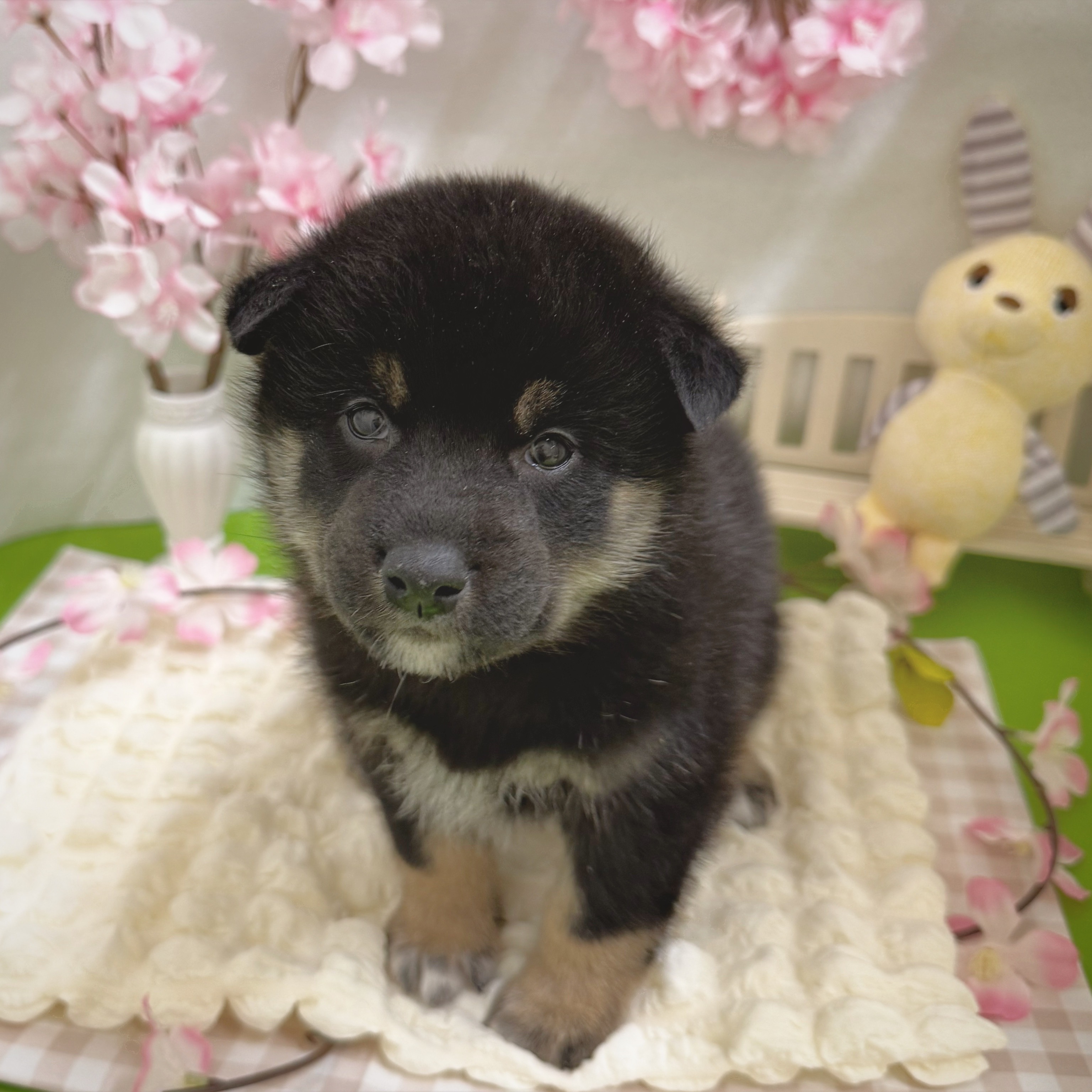 静岡県の柴犬(標準サイズ) (犬の家＆猫の里藤枝店/2026年1月6日生まれ/男の子/黒)の子犬の4枚目の画像