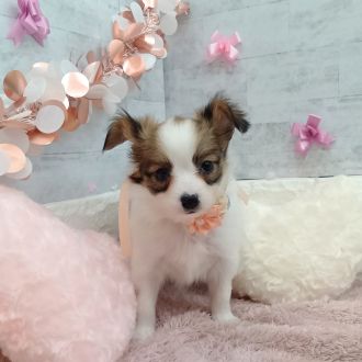 静岡県のパピヨン (犬の家＆猫の里プレ葉ウォーク浜北店/2026年1月6日生まれ/女の子/ホワイトブラウン)の子犬の4枚目の画像