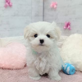 静岡県のマルチーズ (犬の家＆猫の里プレ葉ウォーク浜北店/2026年1月3日生まれ/男の子/ホワイト)の子犬の4枚目の画像