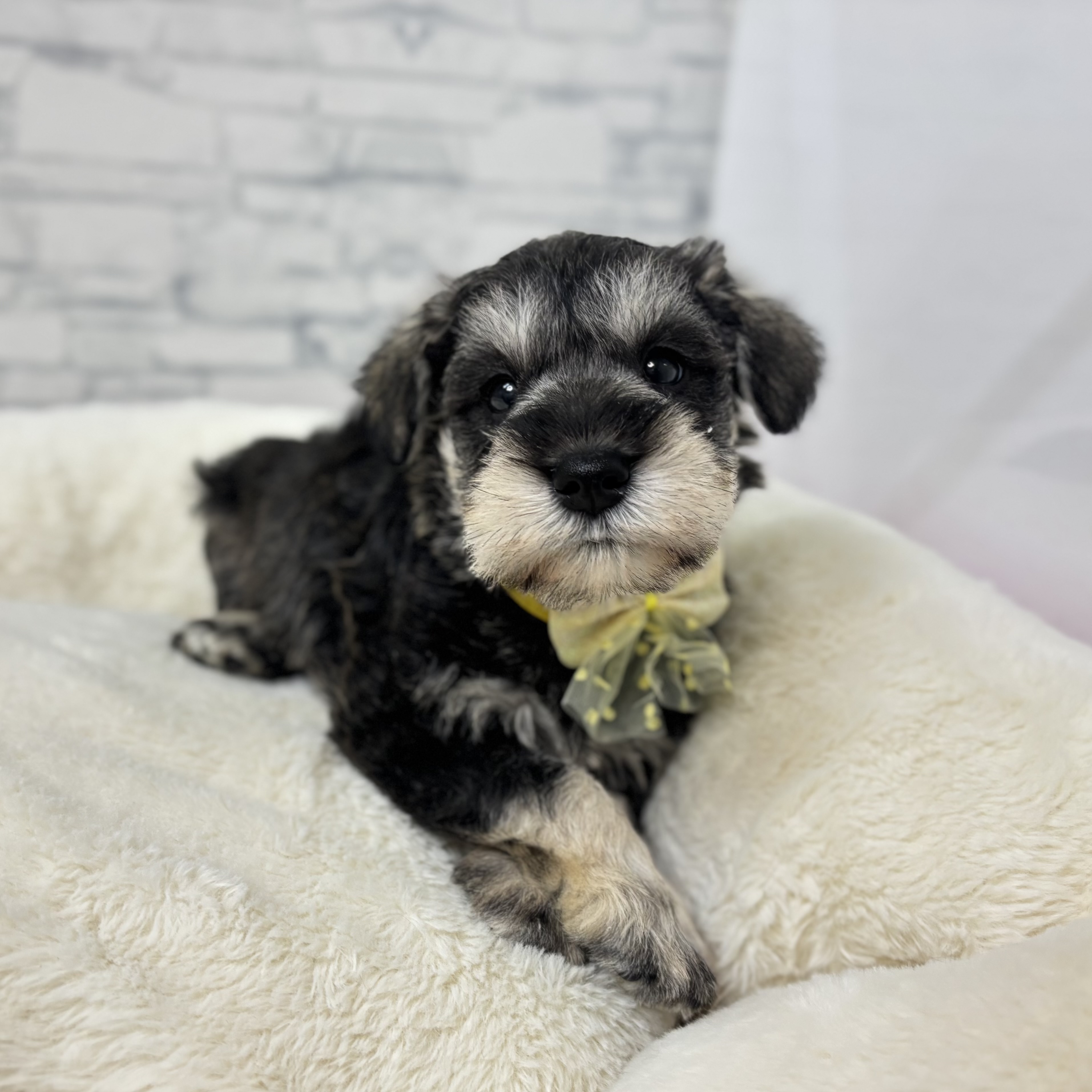 長野県のミニチュアシュナウザー (犬の家＆猫の里長野店/2026年1月6日生まれ/男の子/ソルトペッパー)の子犬の4枚目の画像