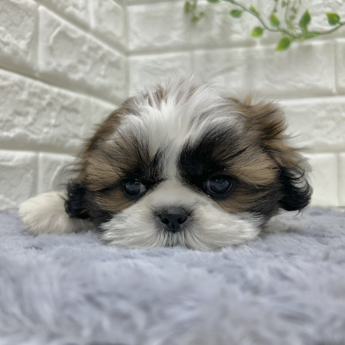 神奈川県のシーズー (犬の家＆猫の里相模原店/2026年1月6日生まれ/男の子/ホワイトゴールド)の子犬の4枚目の画像