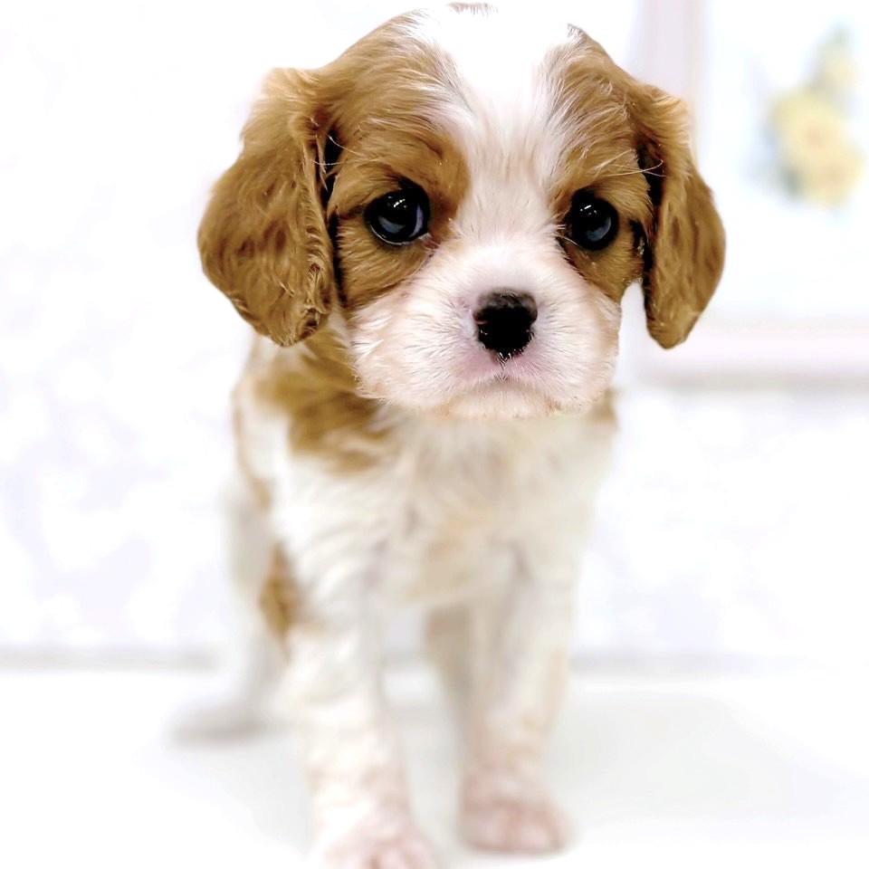 富山県のキャバリアキングチャールズスパニエル (犬の家＆猫の里アミーゴ高岡蓮花寺店/2026年1月5日生まれ/女の子/ブレンハイム)の子犬の4枚目の画像