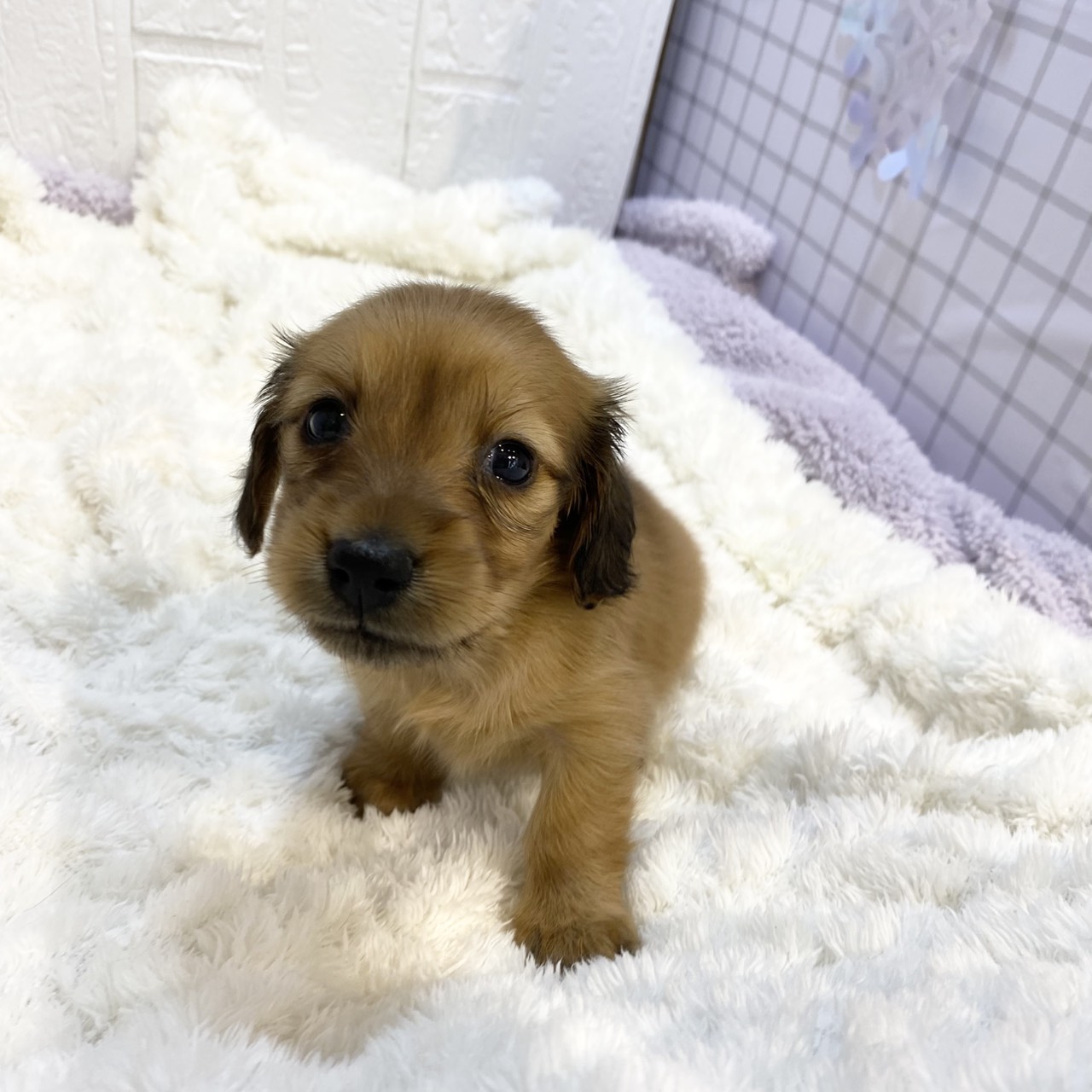 長野県のミニチュアダックスフンド(ロング) (犬の家＆猫の里カインズ梓川店/2026年1月6日生まれ/女の子/レッド)の子犬の4枚目の画像