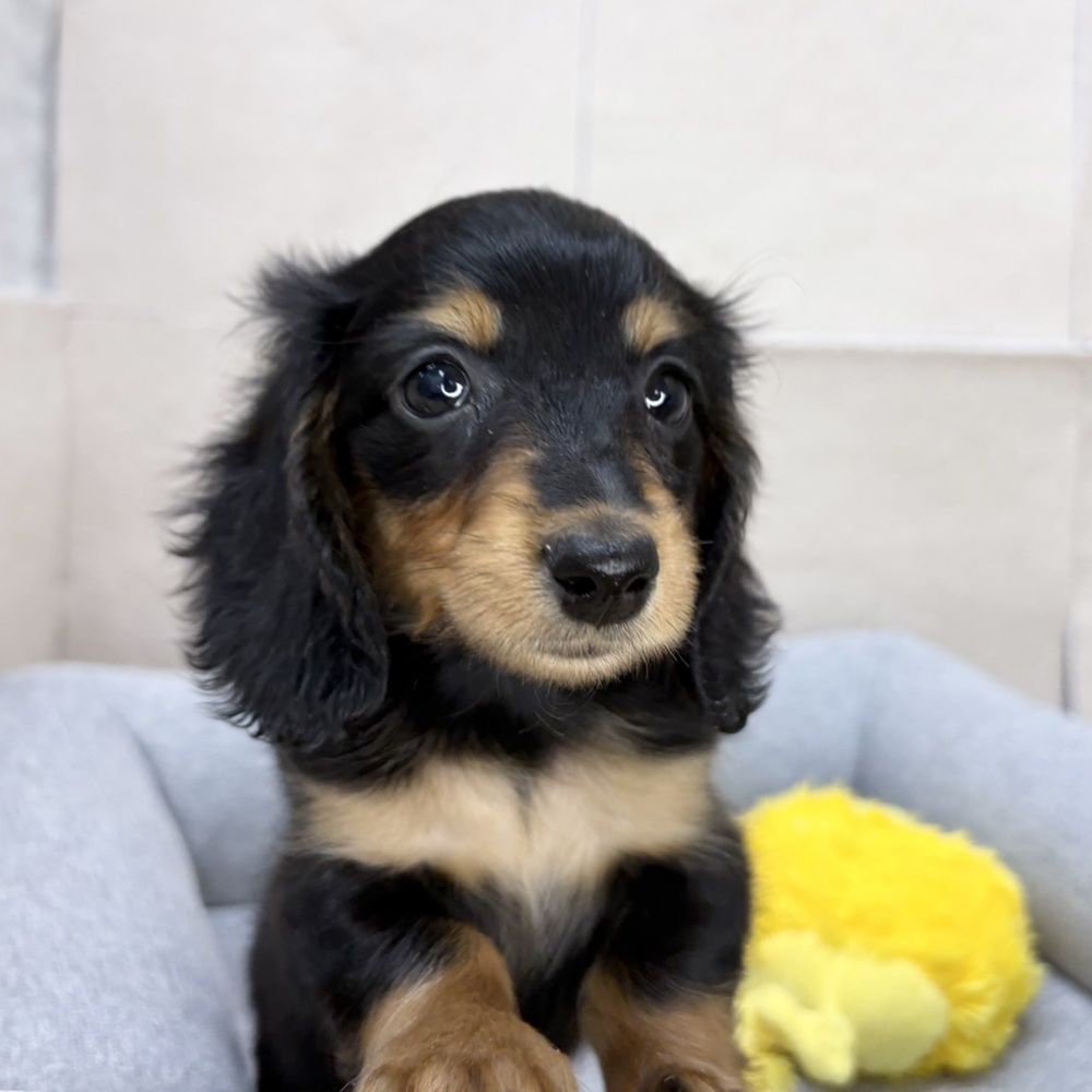 長野県のミニチュアダックスフンド(ロング) (犬の家＆猫の里塩尻店/2026年1月1日生まれ/女の子/ブラックタン)の子犬の4枚目の画像