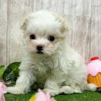 神奈川県のマルチーズ (犬の家＆猫の里小田原店/2026年1月3日生まれ/男の子/ホワイト)の子犬の4枚目の画像