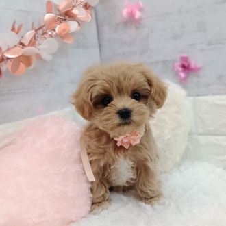 静岡県のマルプー(マルチーズ×プードル) (犬の家＆猫の里プレ葉ウォーク浜北店/2026年1月4日生まれ/女の子/アプリコット)の子犬の1枚目の画像