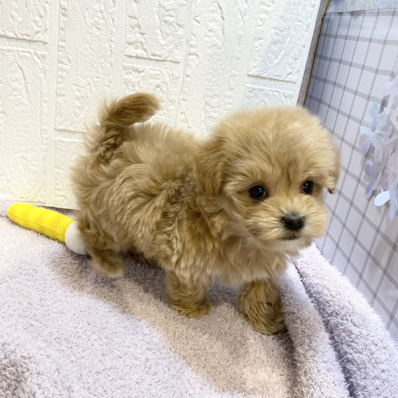 長野県のマルプー(マルチーズ×プードル) (犬の家＆猫の里カインズ梓川店/2026年1月4日生まれ/女の子/アプリコット)の子犬の4枚目の画像