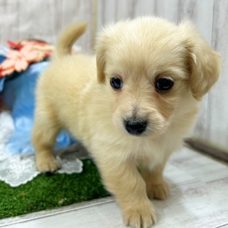 神奈川県のチワックス(チワワ×ダックス) (犬の家＆猫の里小田原店/2026年1月6日生まれ/男の子/イエロー)の子犬の4枚目の画像