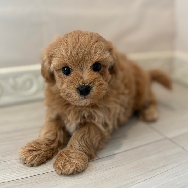 愛知県のマルプー(マルチーズ×プードル) (犬の家＆猫の里春日井本店/2026年1月3日生まれ/女の子/アプリコット)の子犬の1枚目の画像