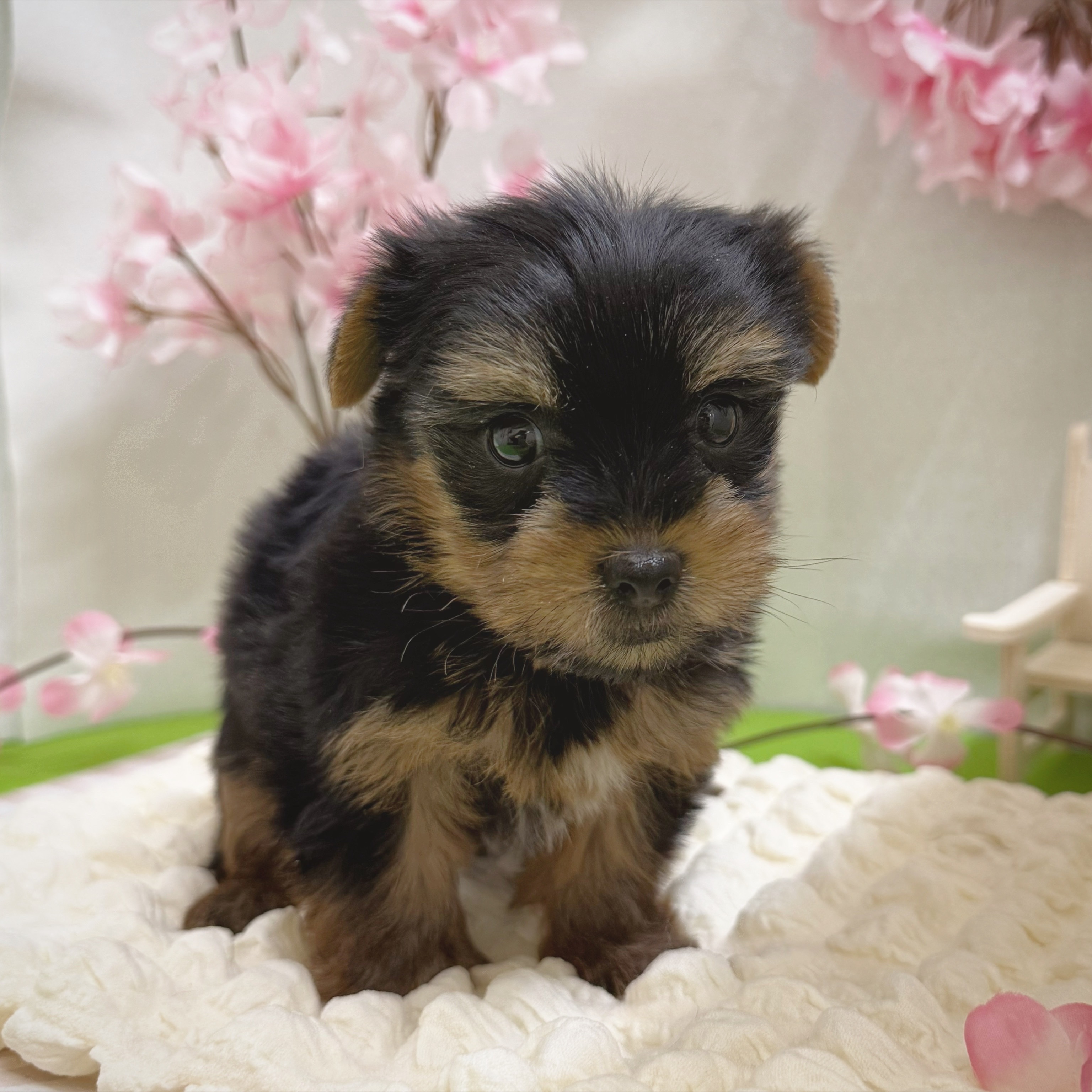 静岡県のヨークシャーテリア (犬の家＆猫の里藤枝店/2026年1月4日生まれ/女の子/スチールブルータン)の子犬の4枚目の画像