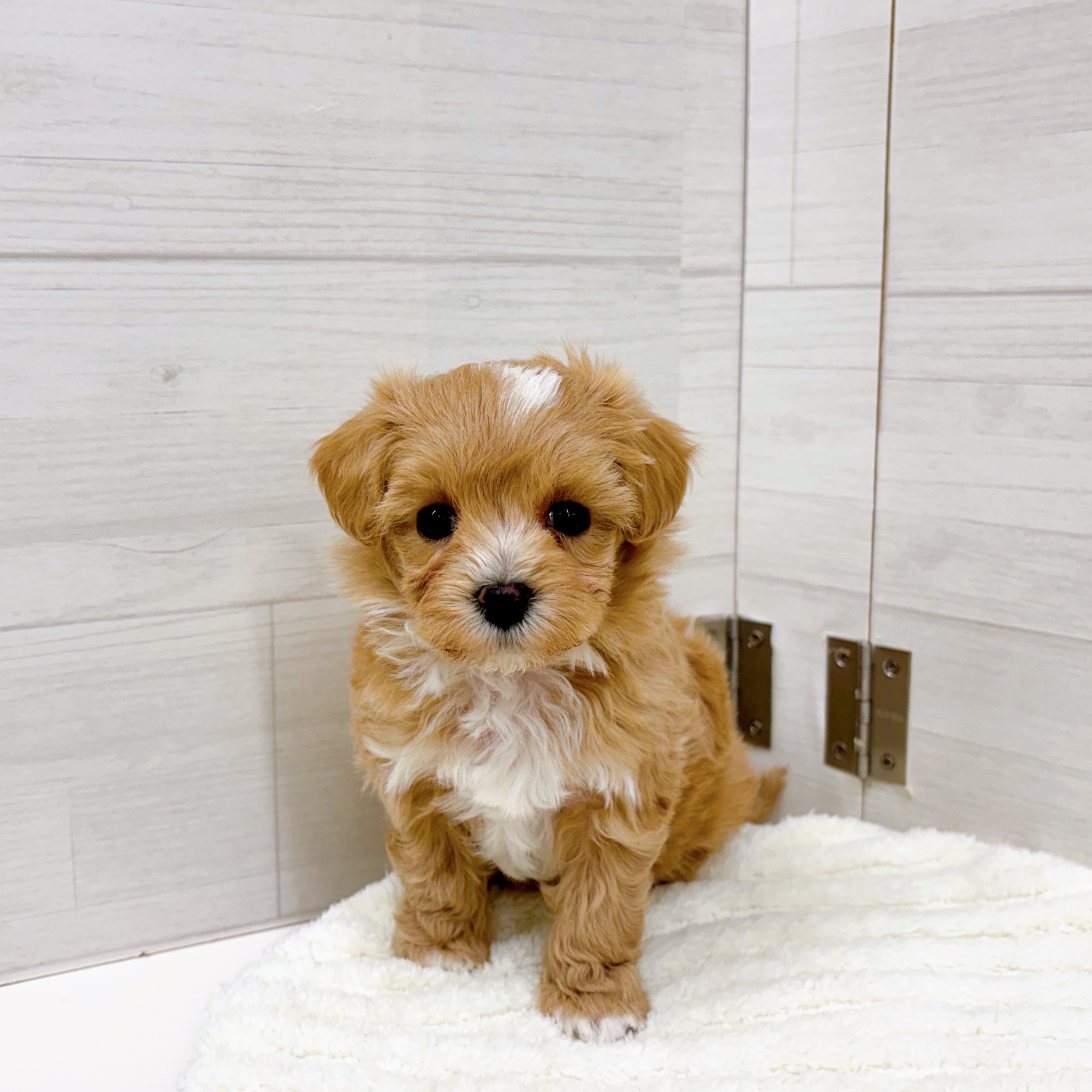 石川県のマルプー(マルチーズ×プードル) (犬の家＆猫の里アミーゴ金沢おこばた店/2026年1月3日生まれ/女の子/アプリコット)の子犬の4枚目の画像