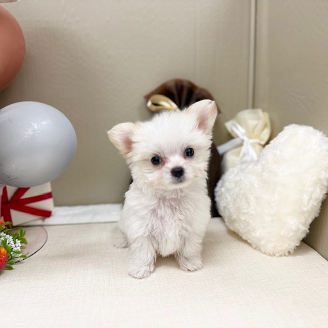 千葉県のチワマル/マルチワ(チワワ×マルチーズ) (犬の家＆猫の里ワンズモール稲毛店/2025年12月31日生まれ/男の子/ホワイト)の子犬の4枚目の画像
