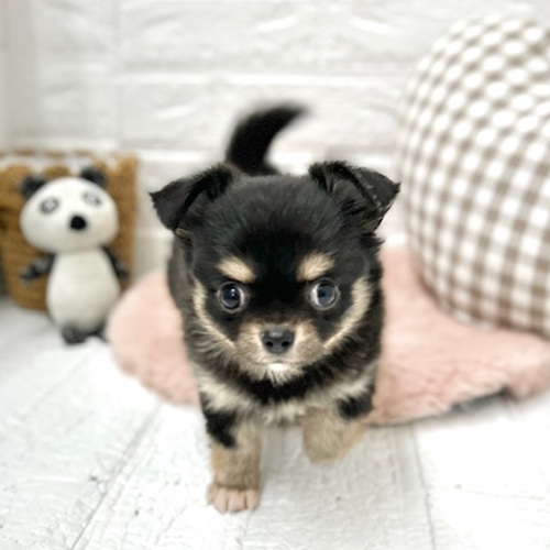 愛知県のチワワ(ロング) (犬の家＆猫の里豊川インター店/2026年1月3日生まれ/女の子/ブラックタンホワイト)の子犬の4枚目の画像