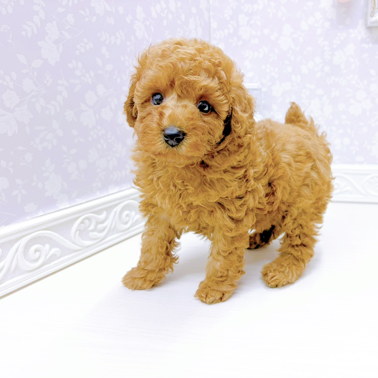 富山県のトイプードル(トイ) (犬の家＆猫の里アミーゴ山室店/2026年1月4日生まれ/女の子/アプリコット)の子犬の4枚目の画像