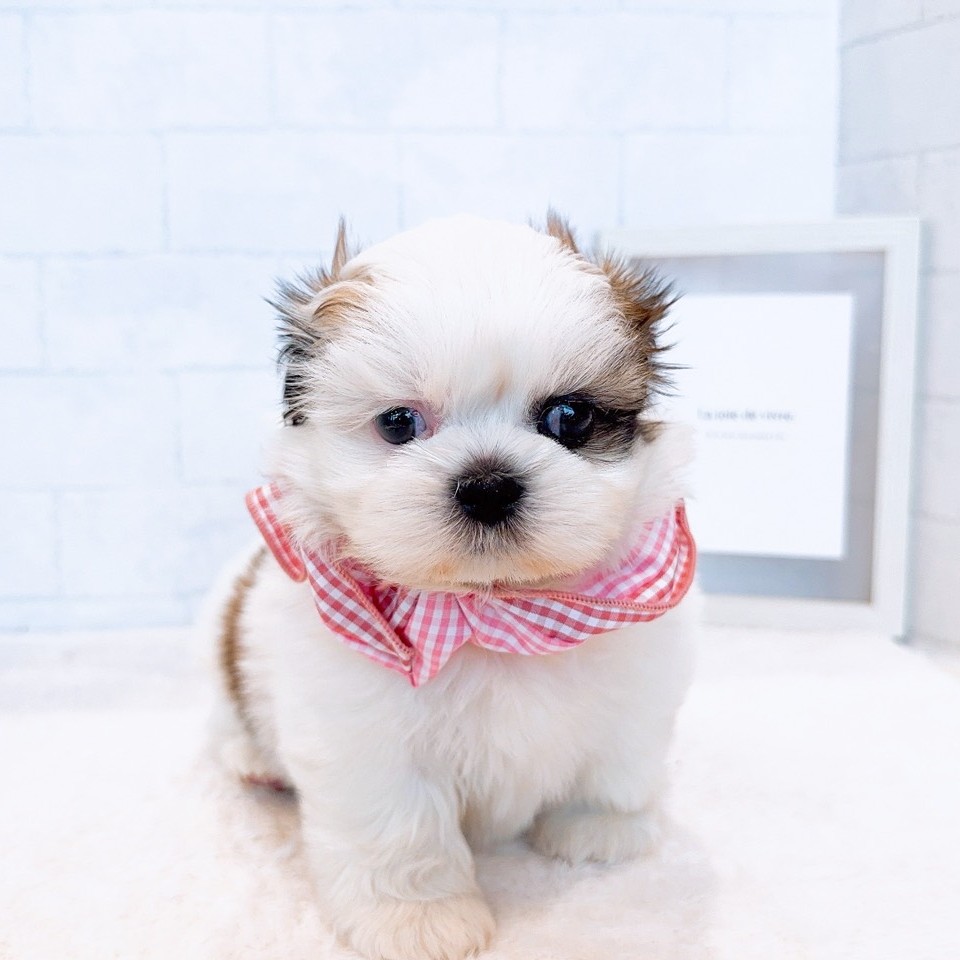 石川県のシーズー (犬の家＆猫の里金沢店/2026年1月5日生まれ/女の子/ホワイトゴールド)の子犬の4枚目の画像