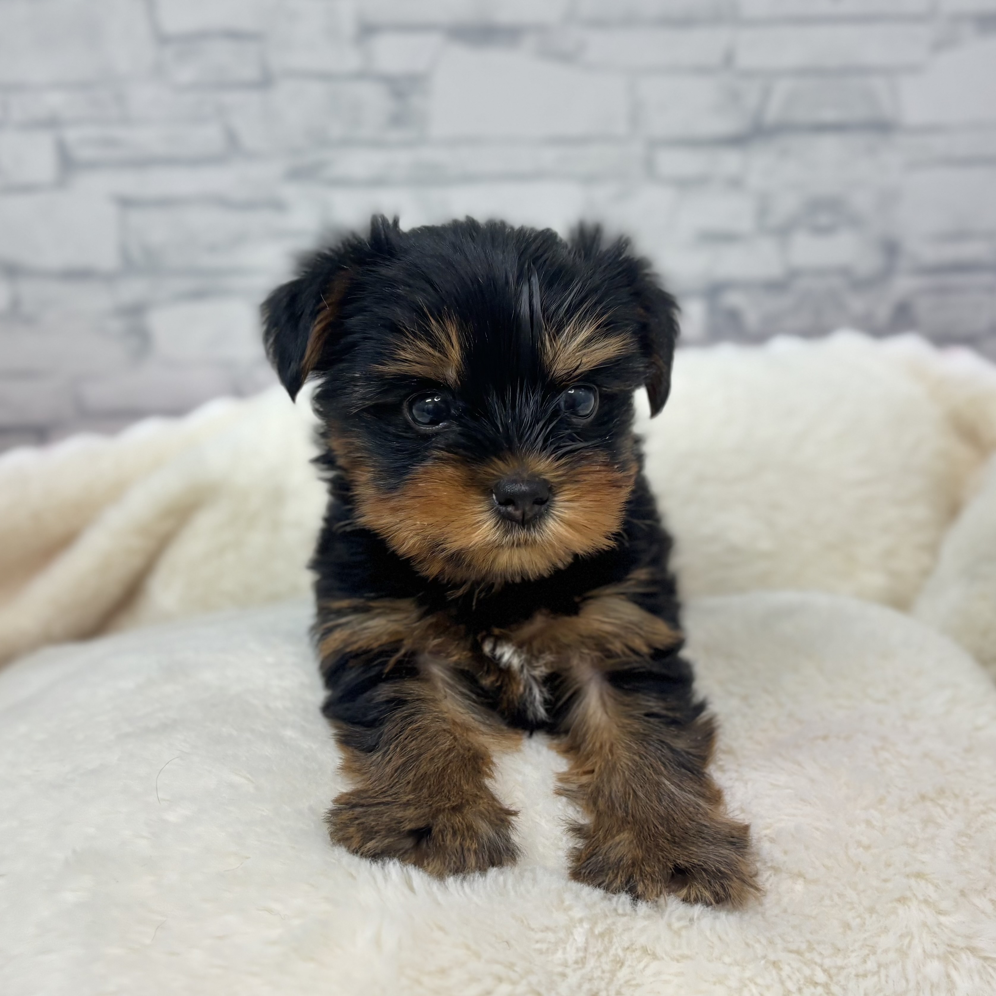 長野県のヨークシャーテリア (犬の家＆猫の里長野店/2026年1月4日生まれ/女の子/スチールブルータン)の子犬の4枚目の画像