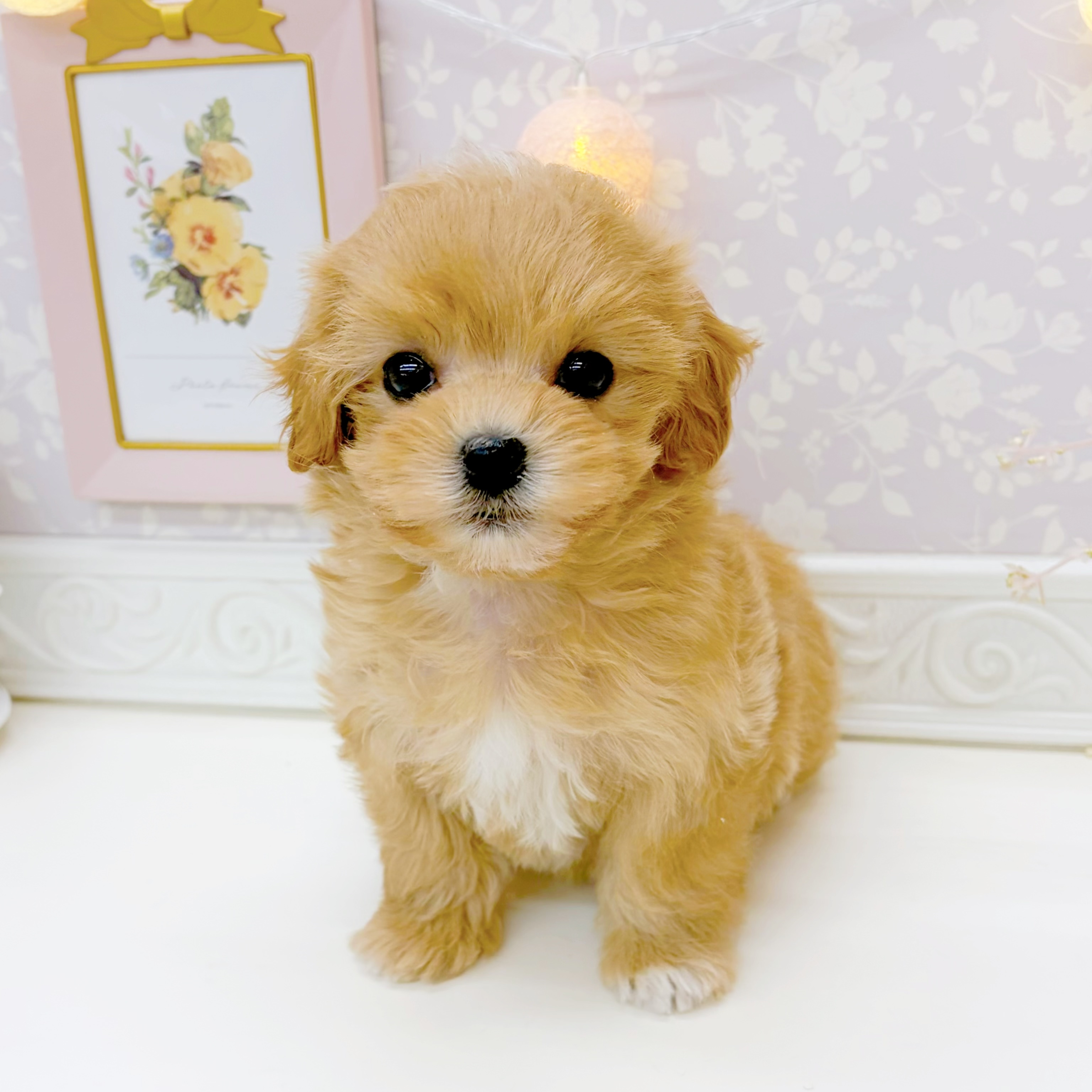 富山県のマルプー(マルチーズ×プードル) (犬の家＆猫の里富山店/2026年1月2日生まれ/女の子/クリーム)の子犬の4枚目の画像