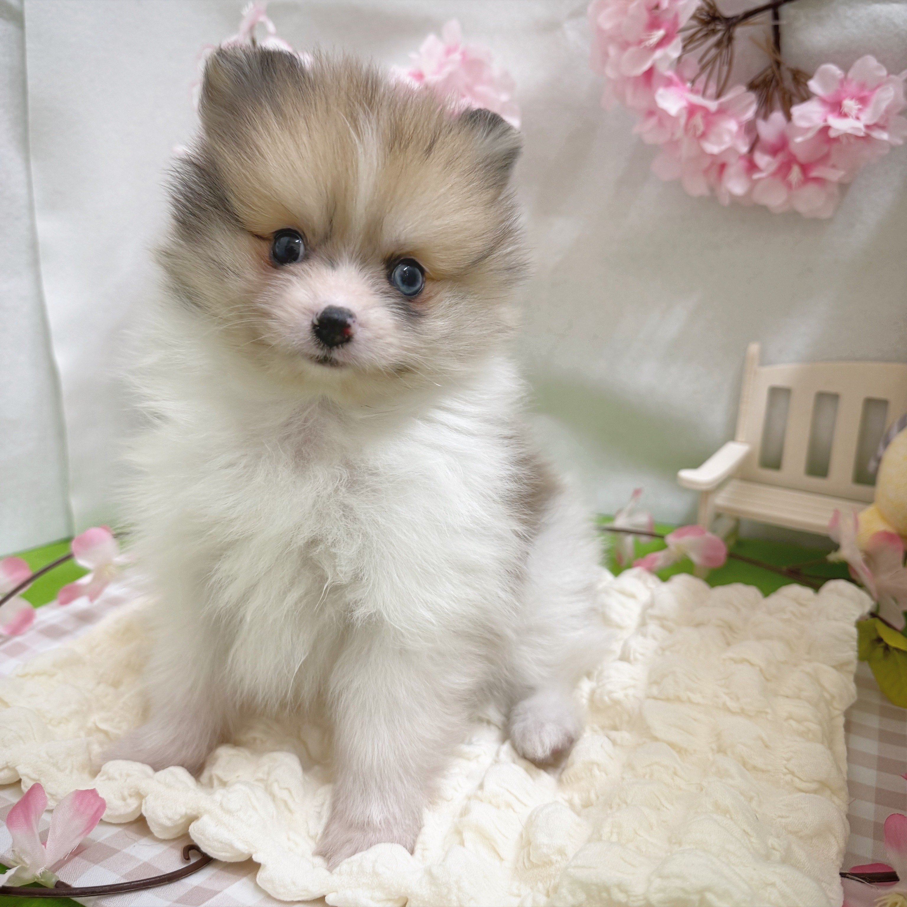 静岡県のポメラニアン (犬の家＆猫の里藤枝店/2026年1月6日生まれ/男の子/ホワイト＆オレンジマール)の子犬の4枚目の画像